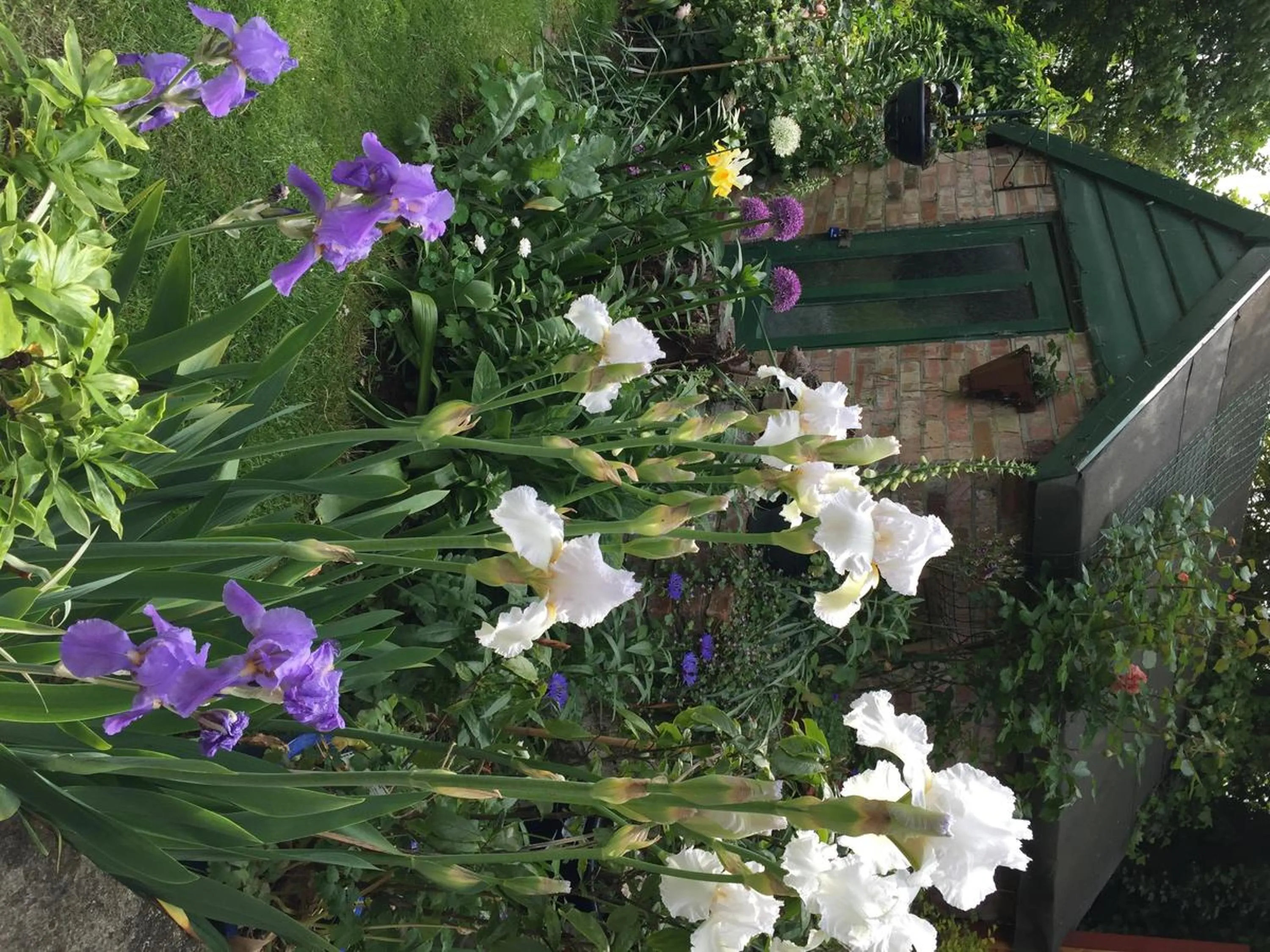 Garden in Fairlight Lodge
