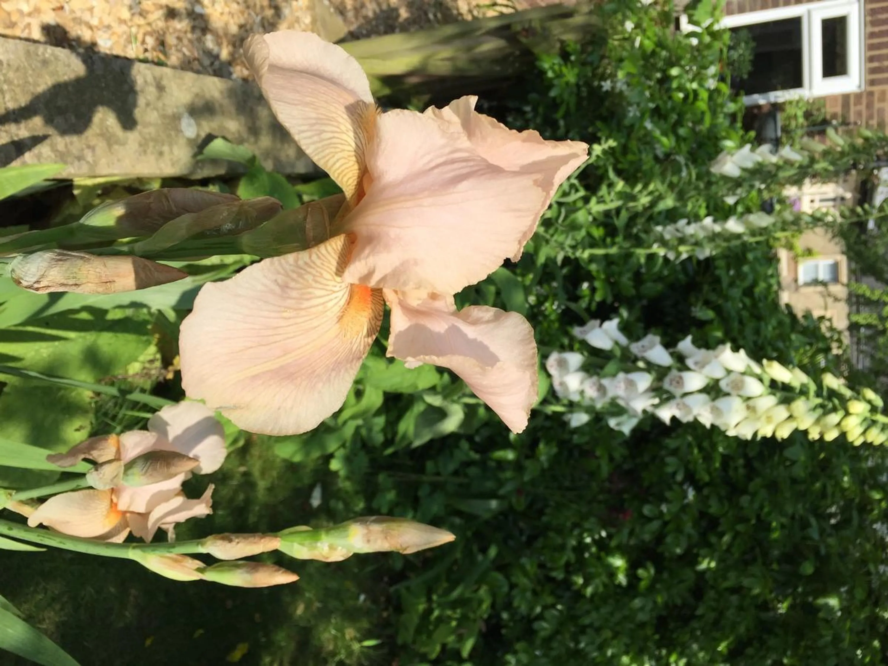 Garden in Fairlight Lodge