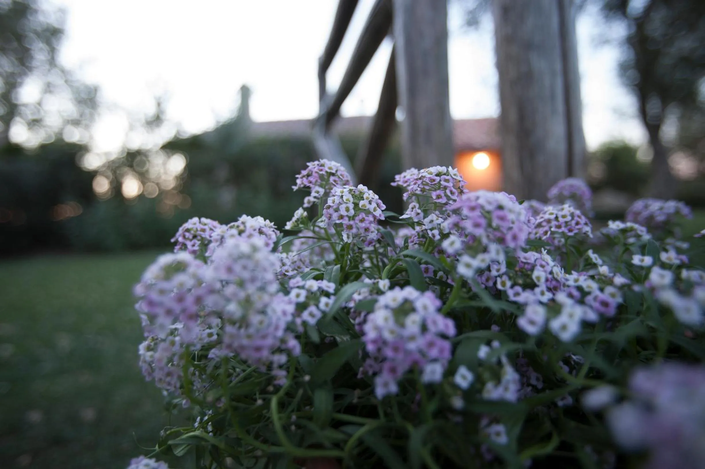 Garden in Le Palazze B&b