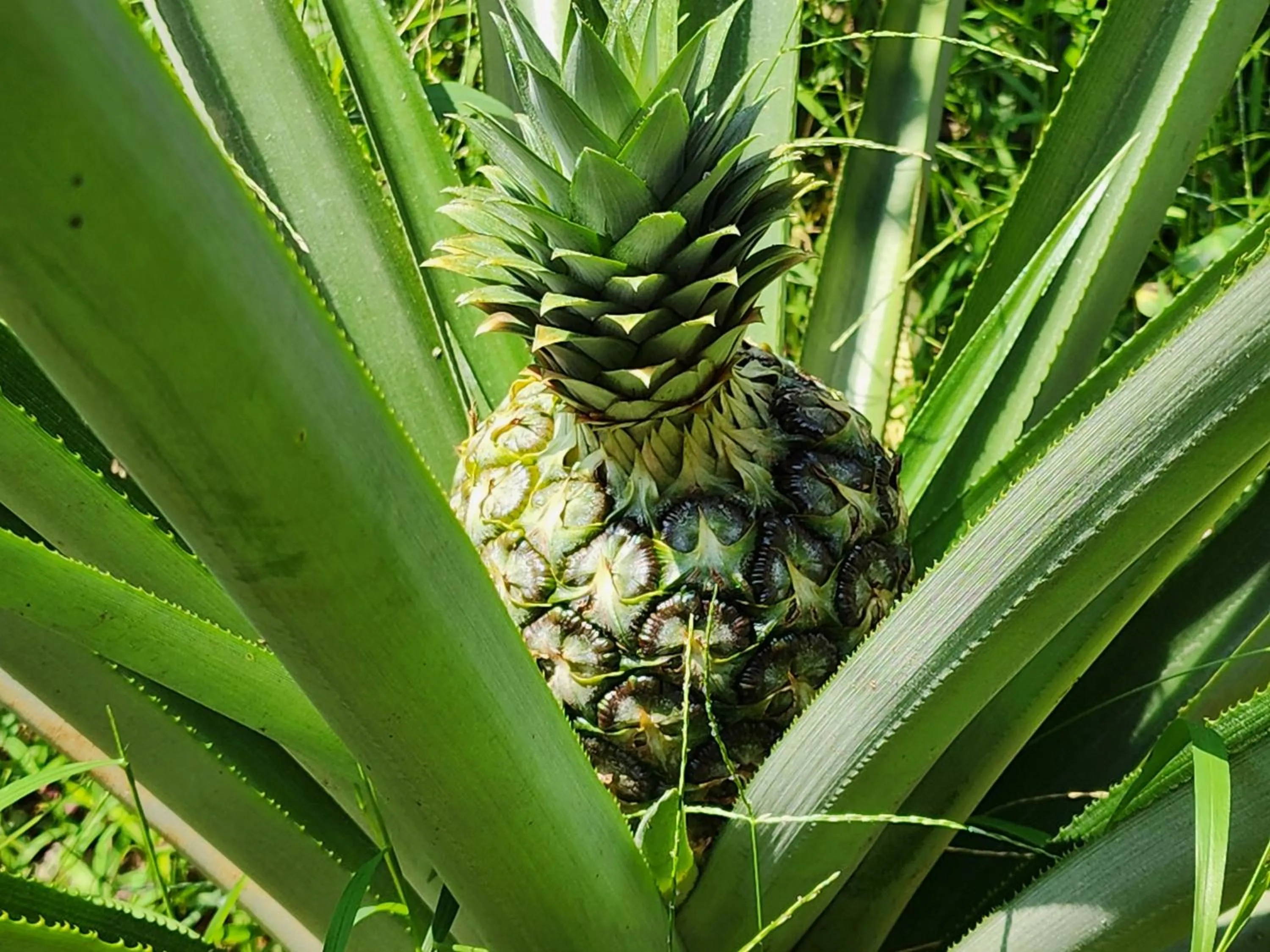 Garden in ILLIKKALAM Lakeside Cottages Kumarakom Kerala
