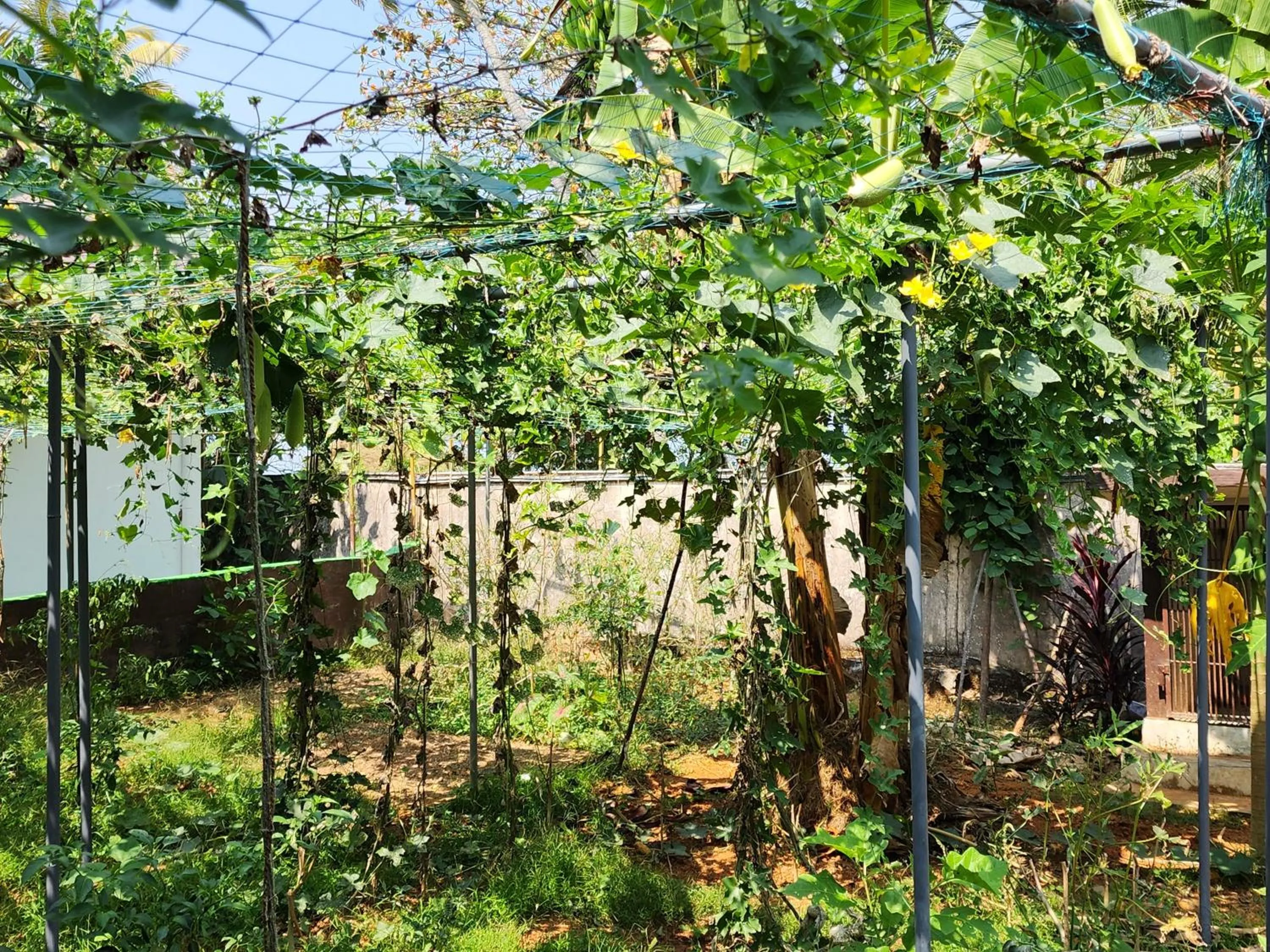 Garden in ILLIKKALAM Lakeside Cottages Kumarakom Kerala