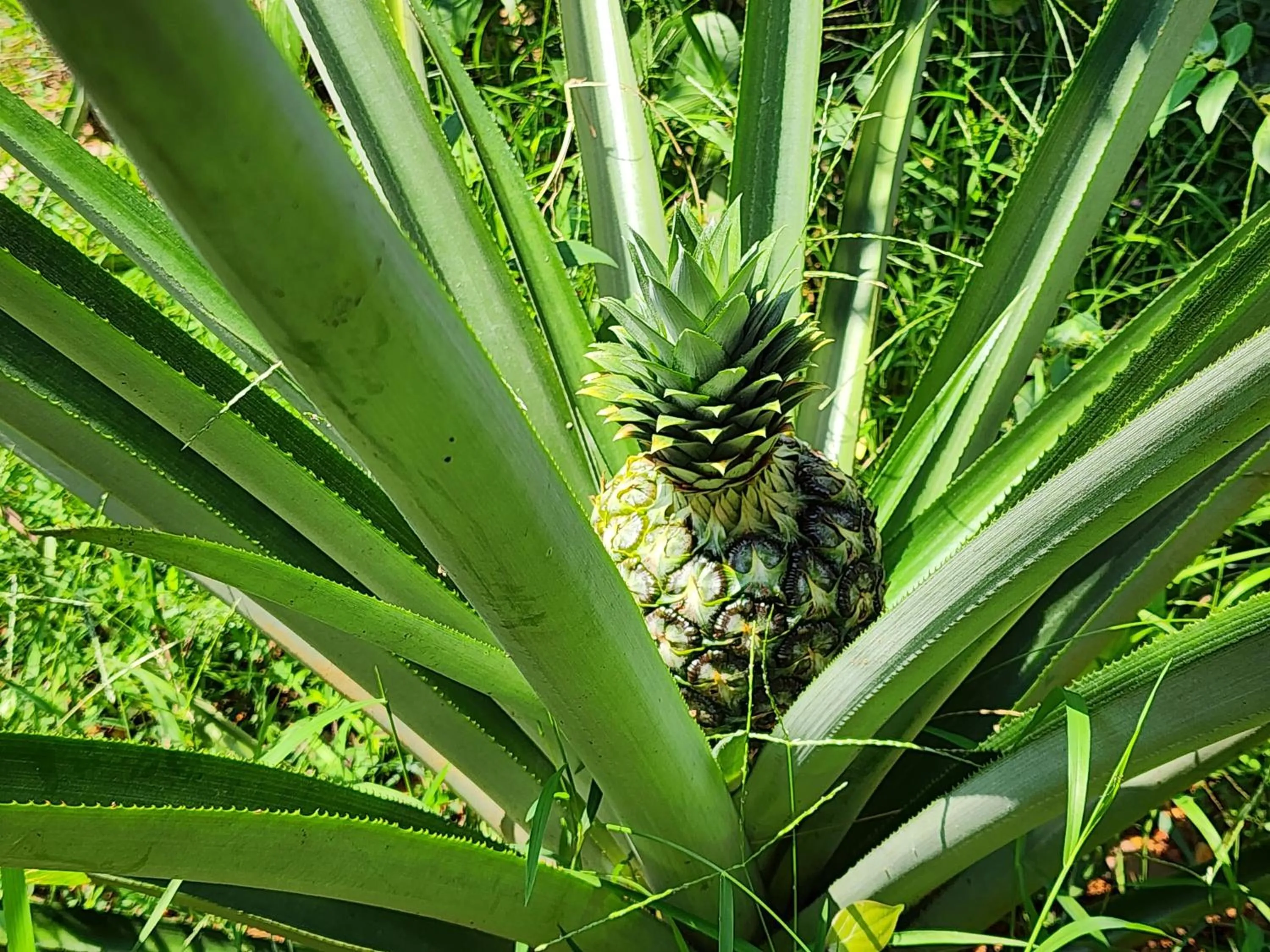 Garden in ILLIKKALAM Lakeside Cottages Kumarakom Kerala
