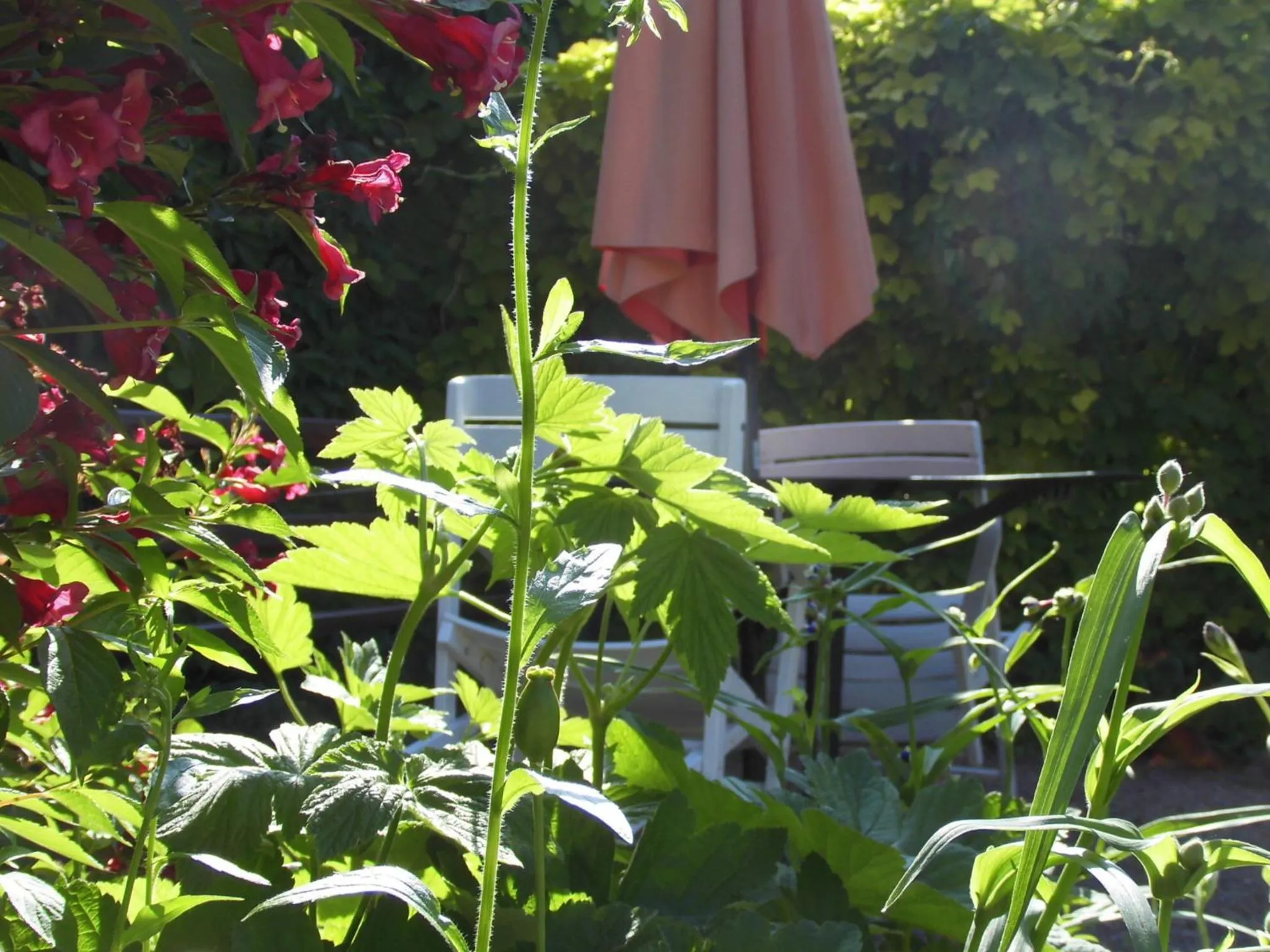 Garden in SchlossparkFerienwohnungen Rheinsberg mit Garten