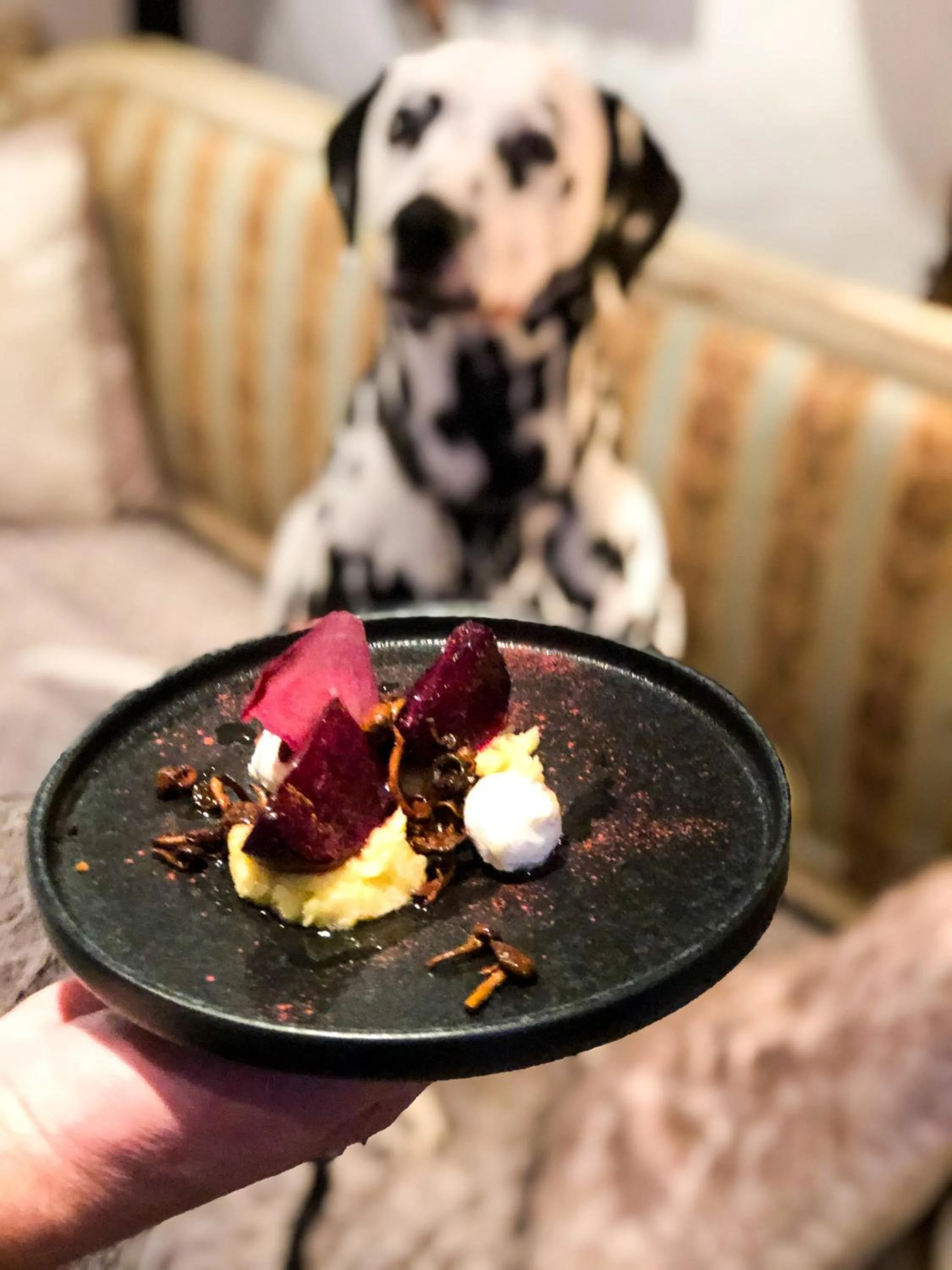 Restaurant/places to eat in Sydkustens at Pillehill