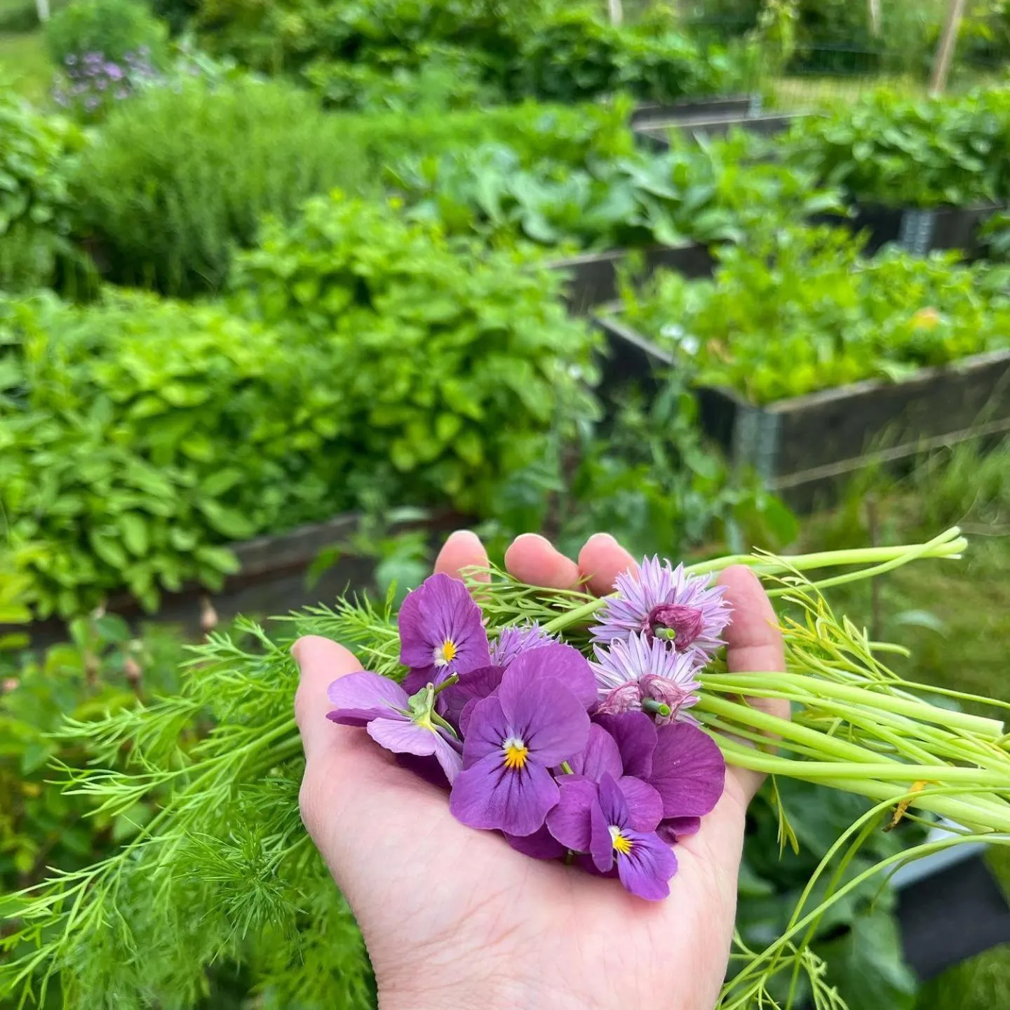 Garden in Sydkustens at Pillehill