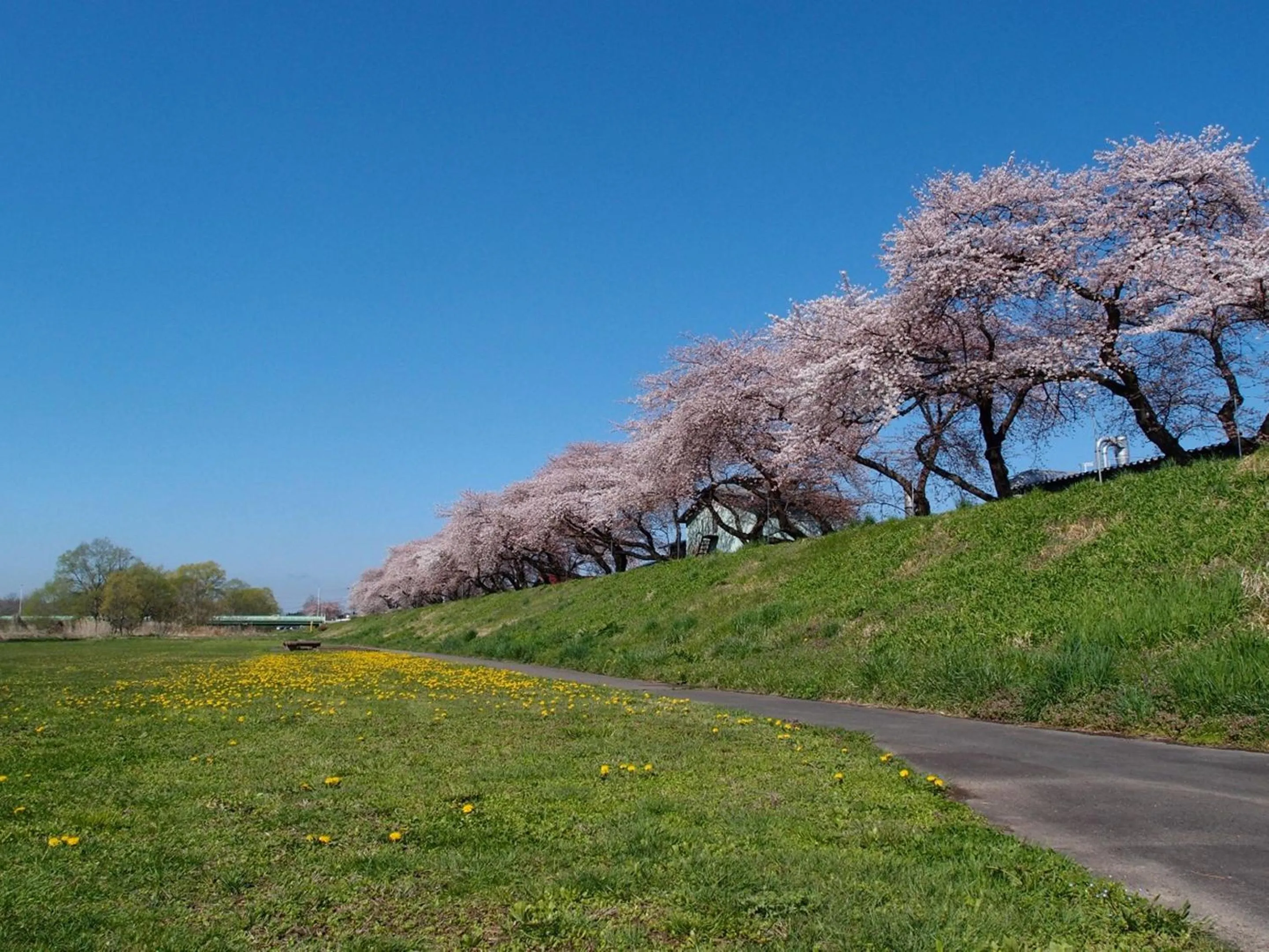 Spring in Yamayuri no Yado