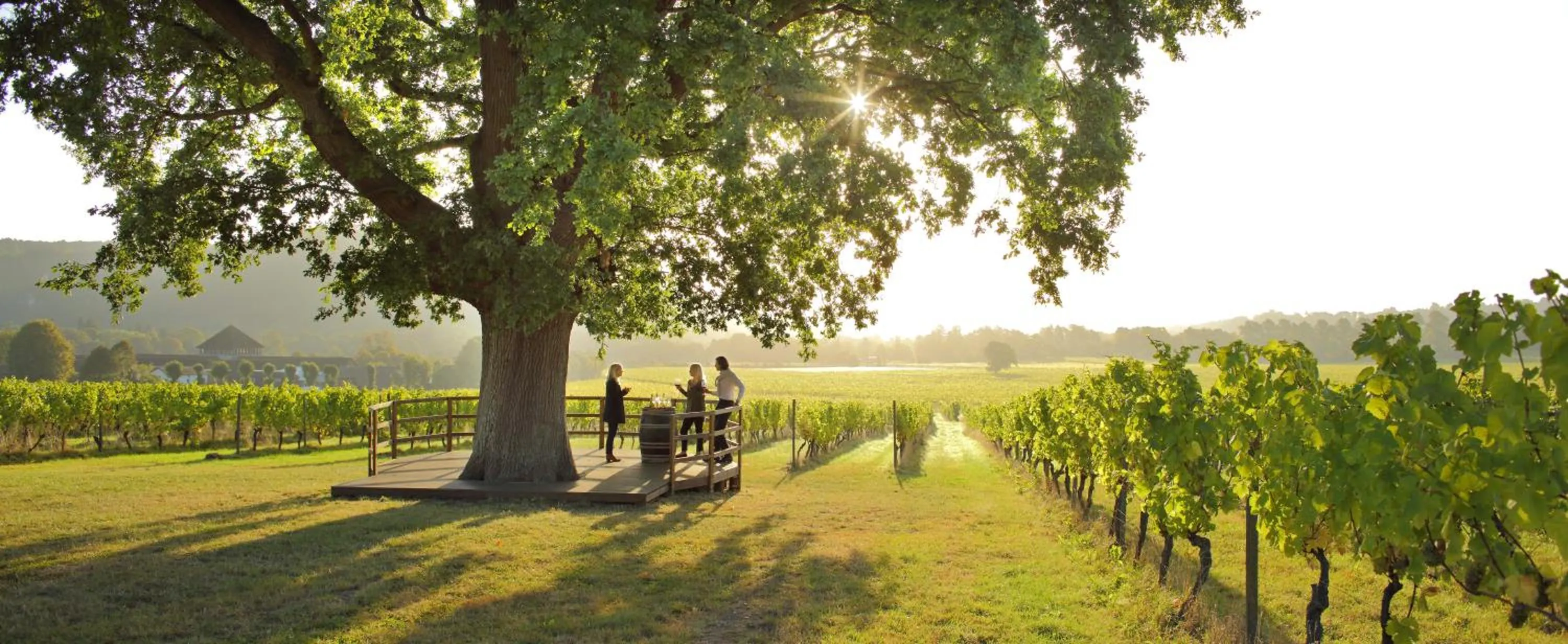 Activities in Denbies Vineyard Hotel