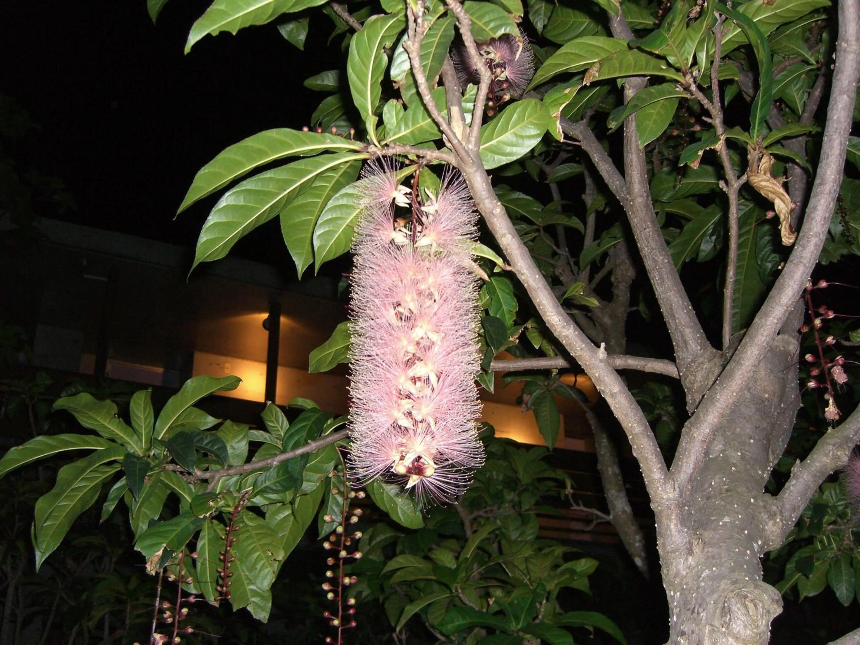 Garden in Iriomotejima-Jungle Hotel Painumaya