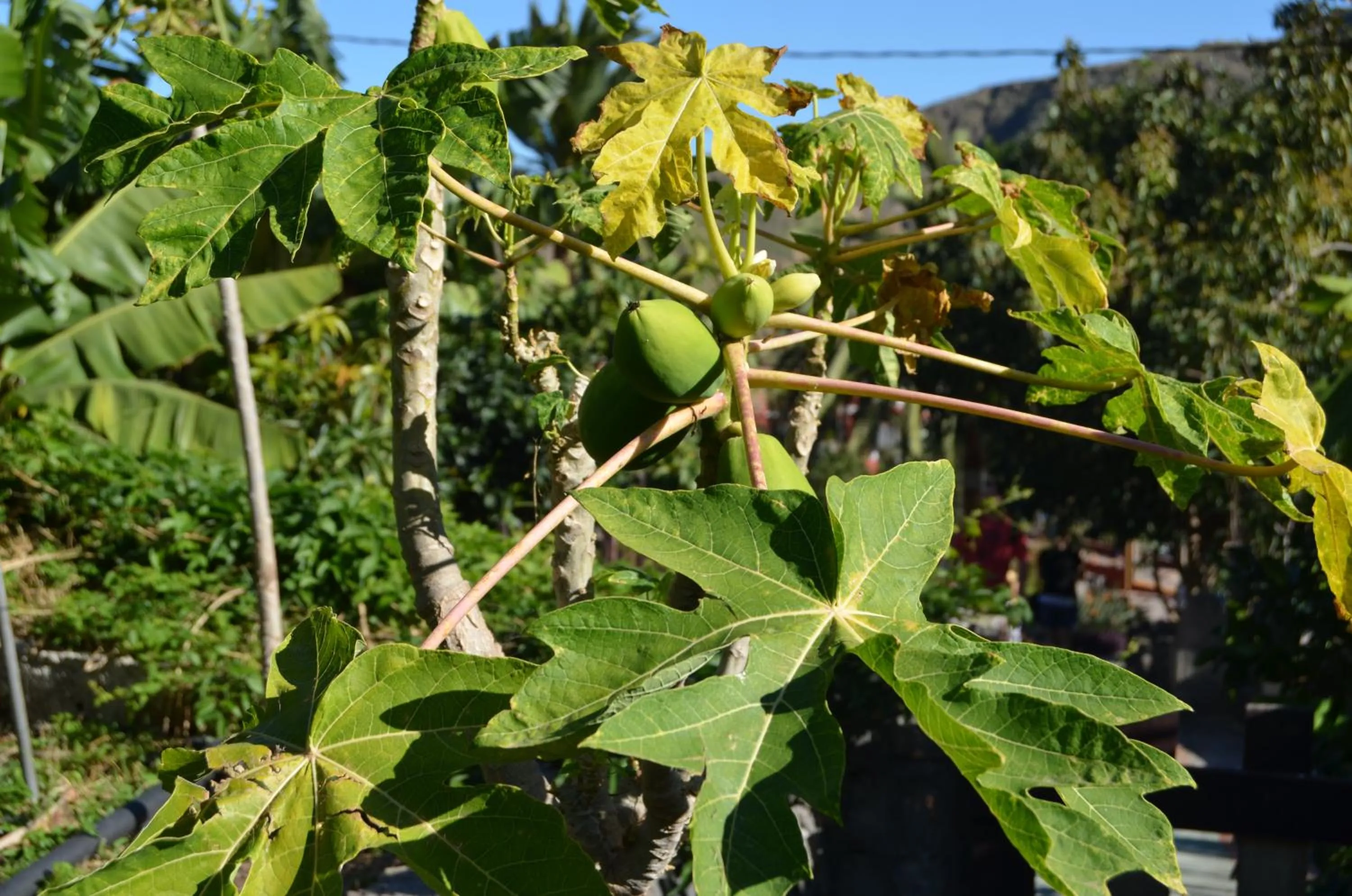 Nearby landmark in Suites Los Telares - Adults Recommended