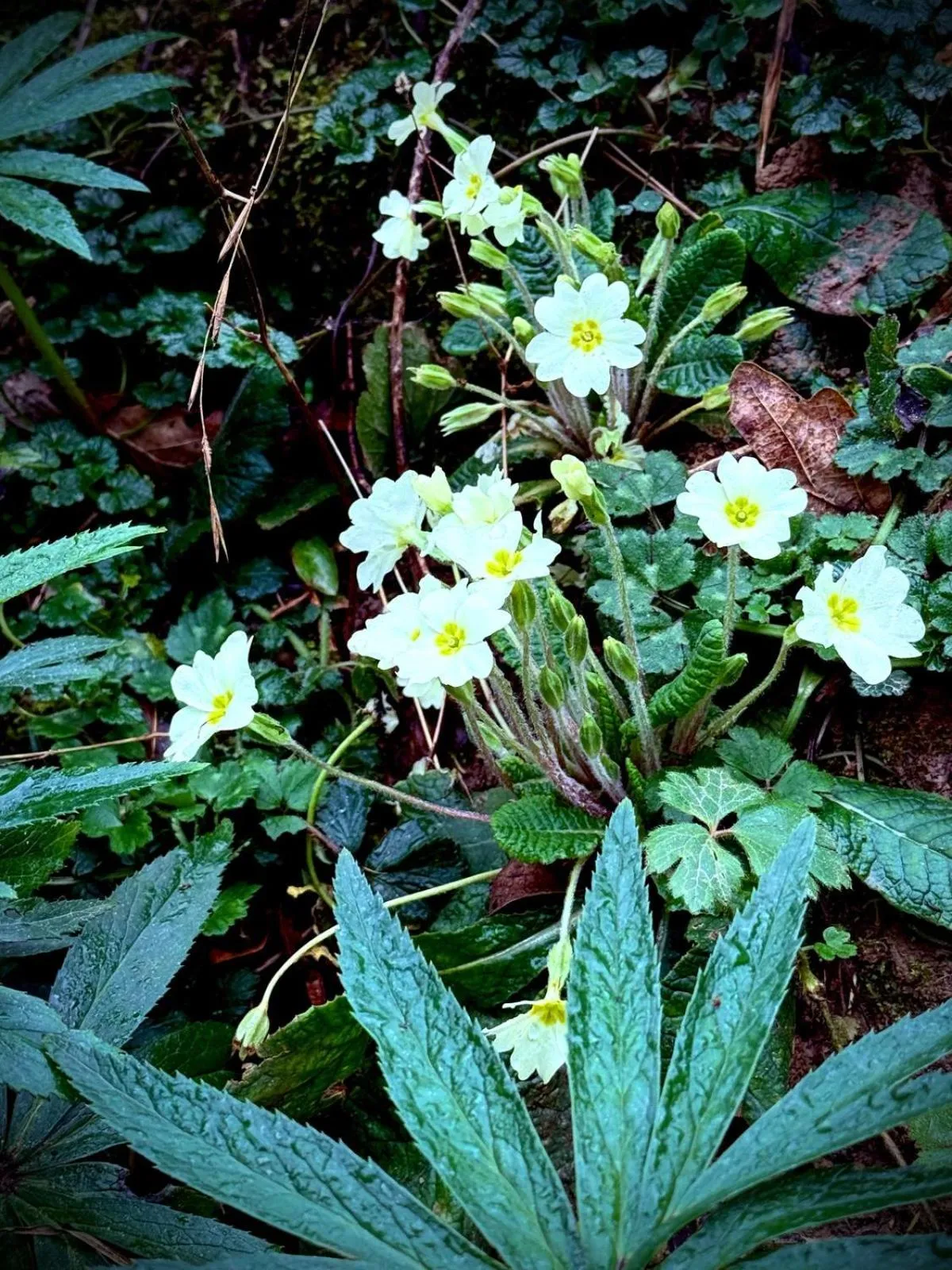 Spring in Apartamentos El Caxigu