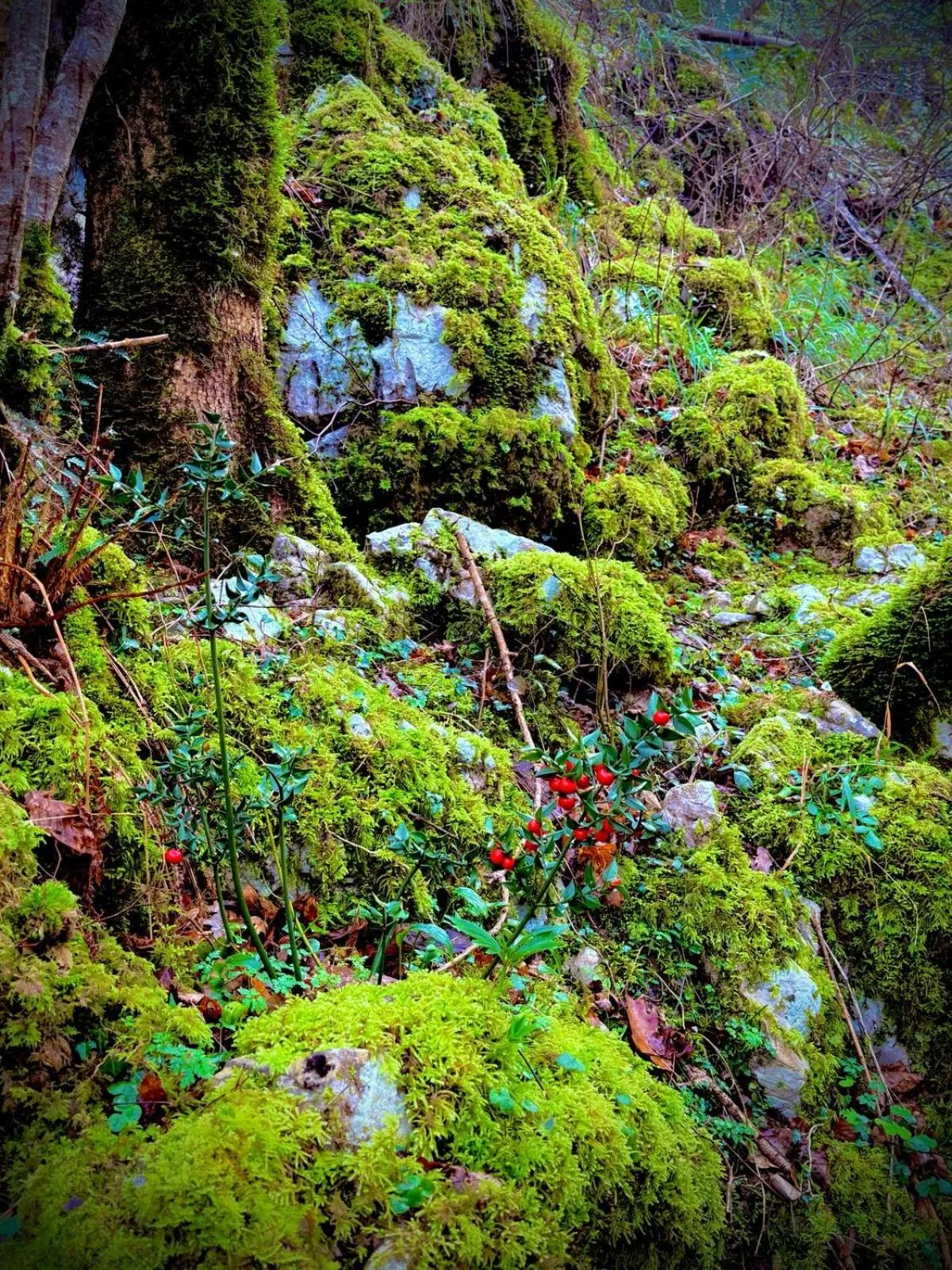 Spring in Apartamentos El Caxigu