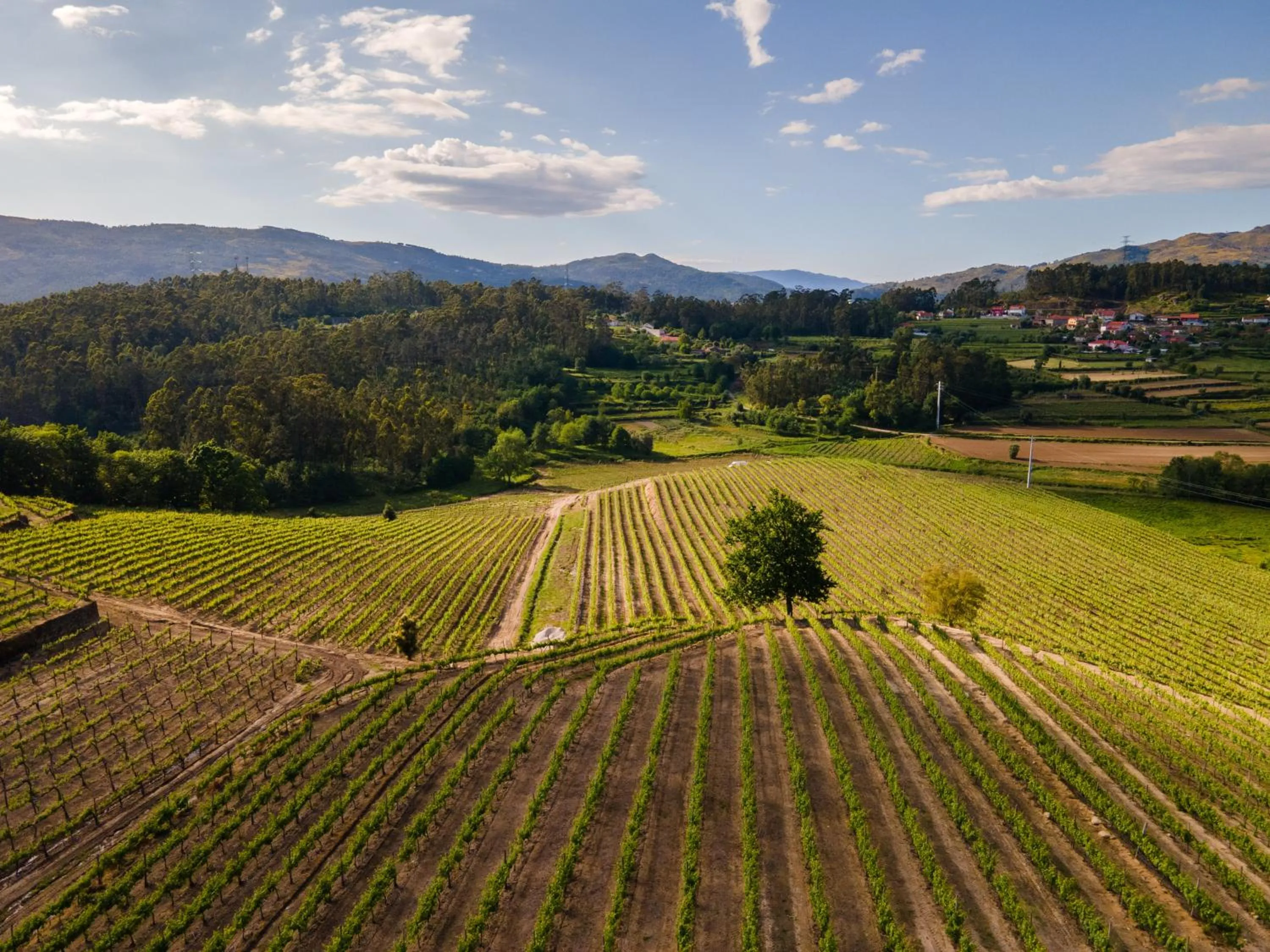 Garden in Vila Gale Collection Ponte de Lima