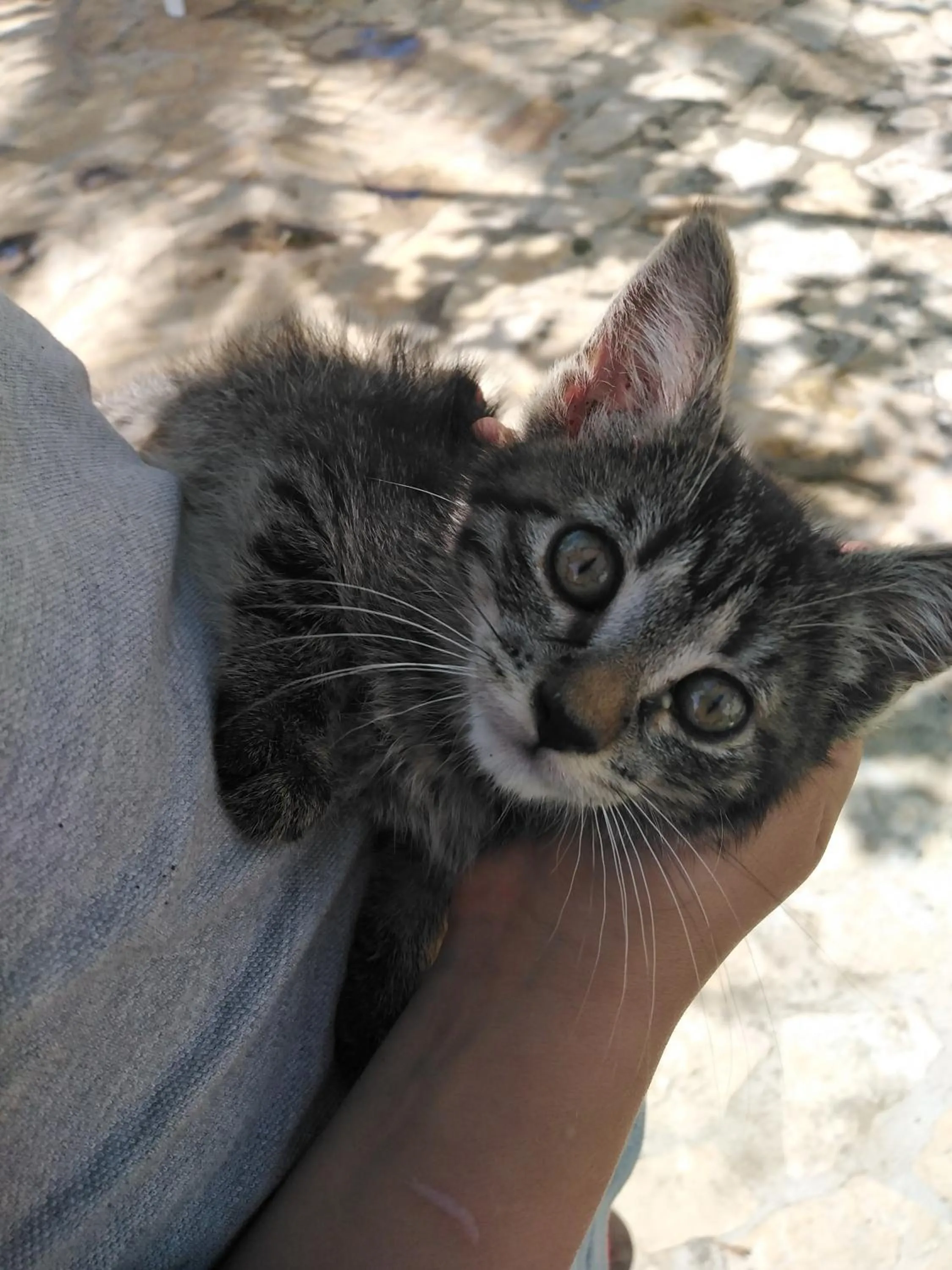 Pets in Villa Caramia