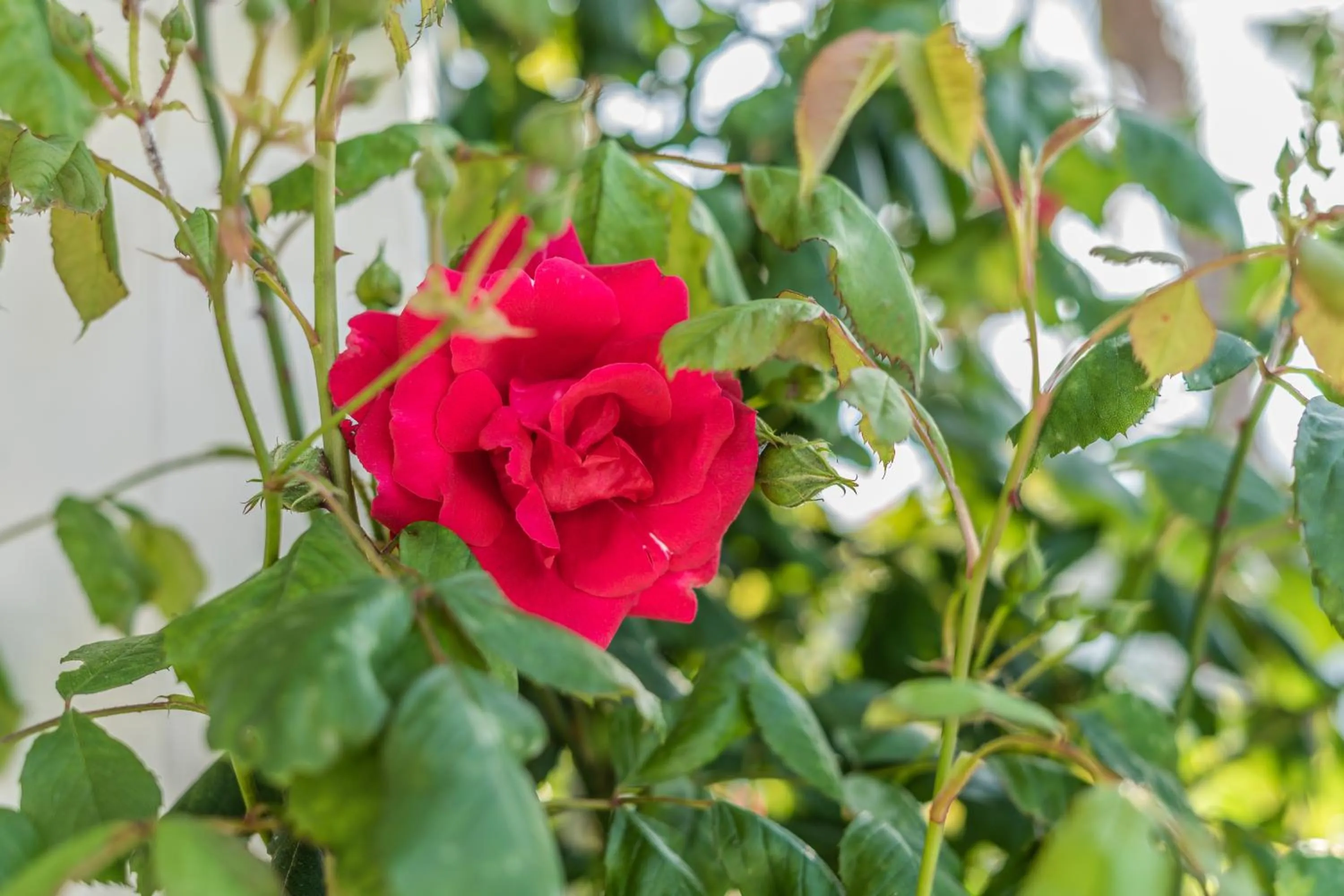 Property building in Villa Caramia