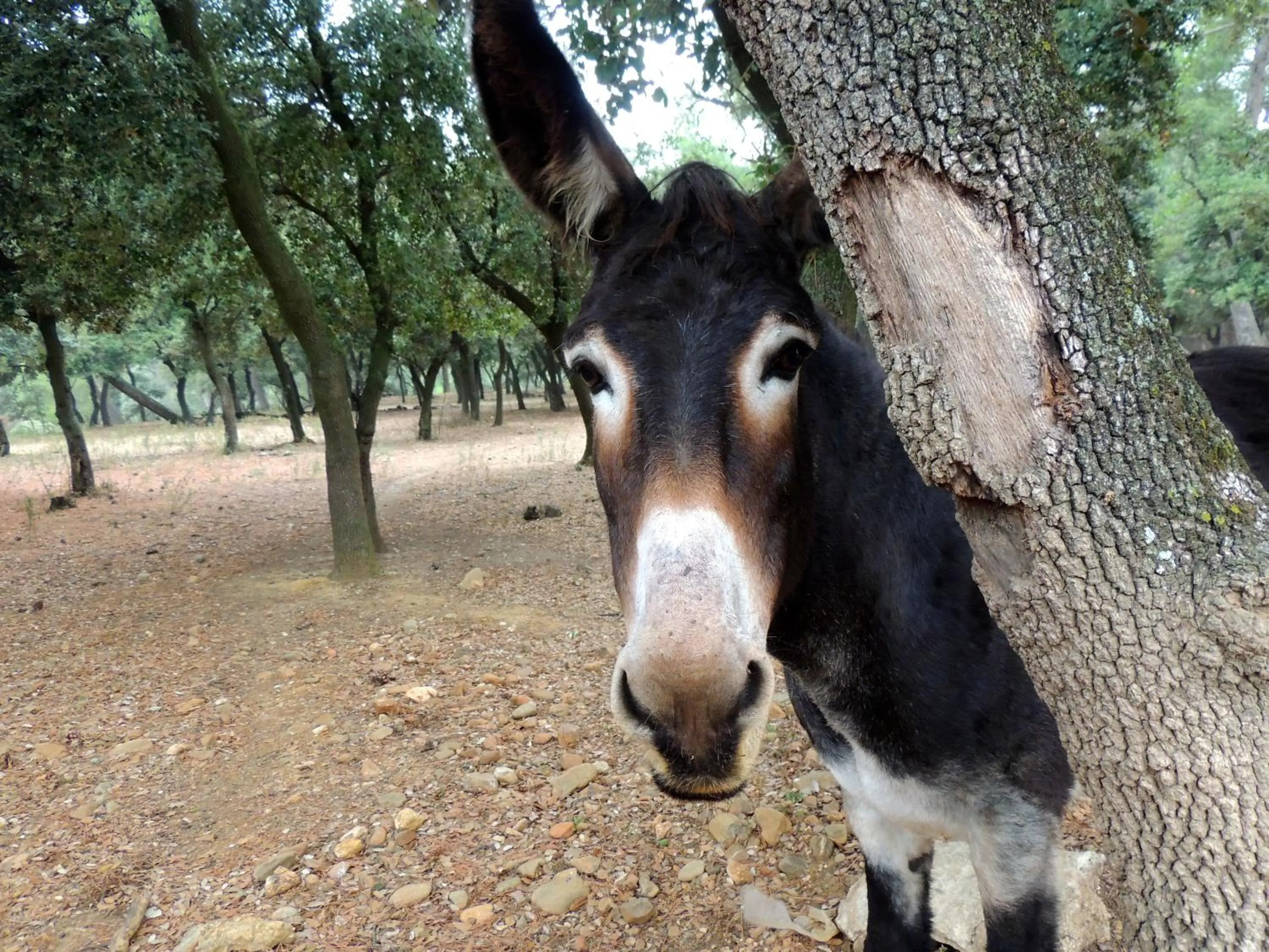 Animals in Chateau de Paraza