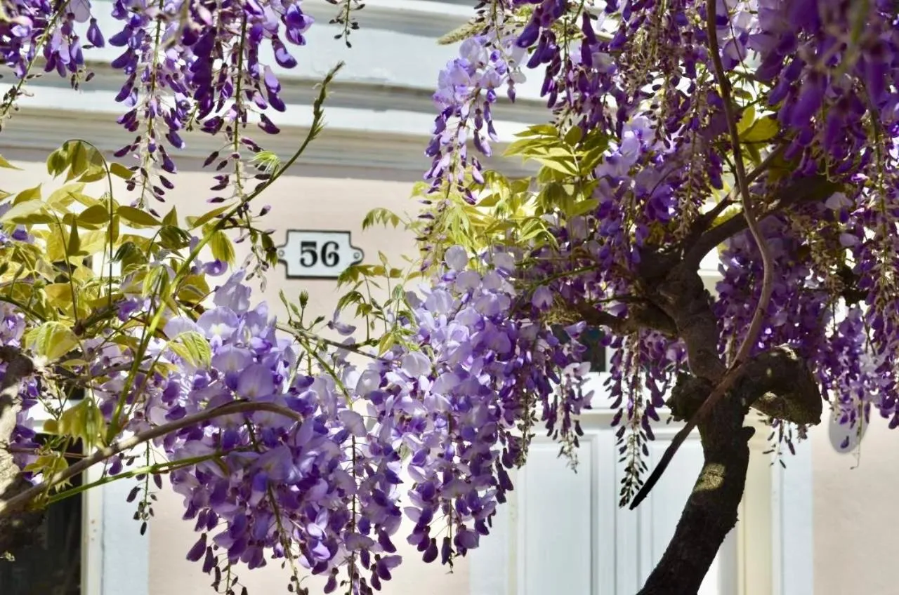 Wisteria