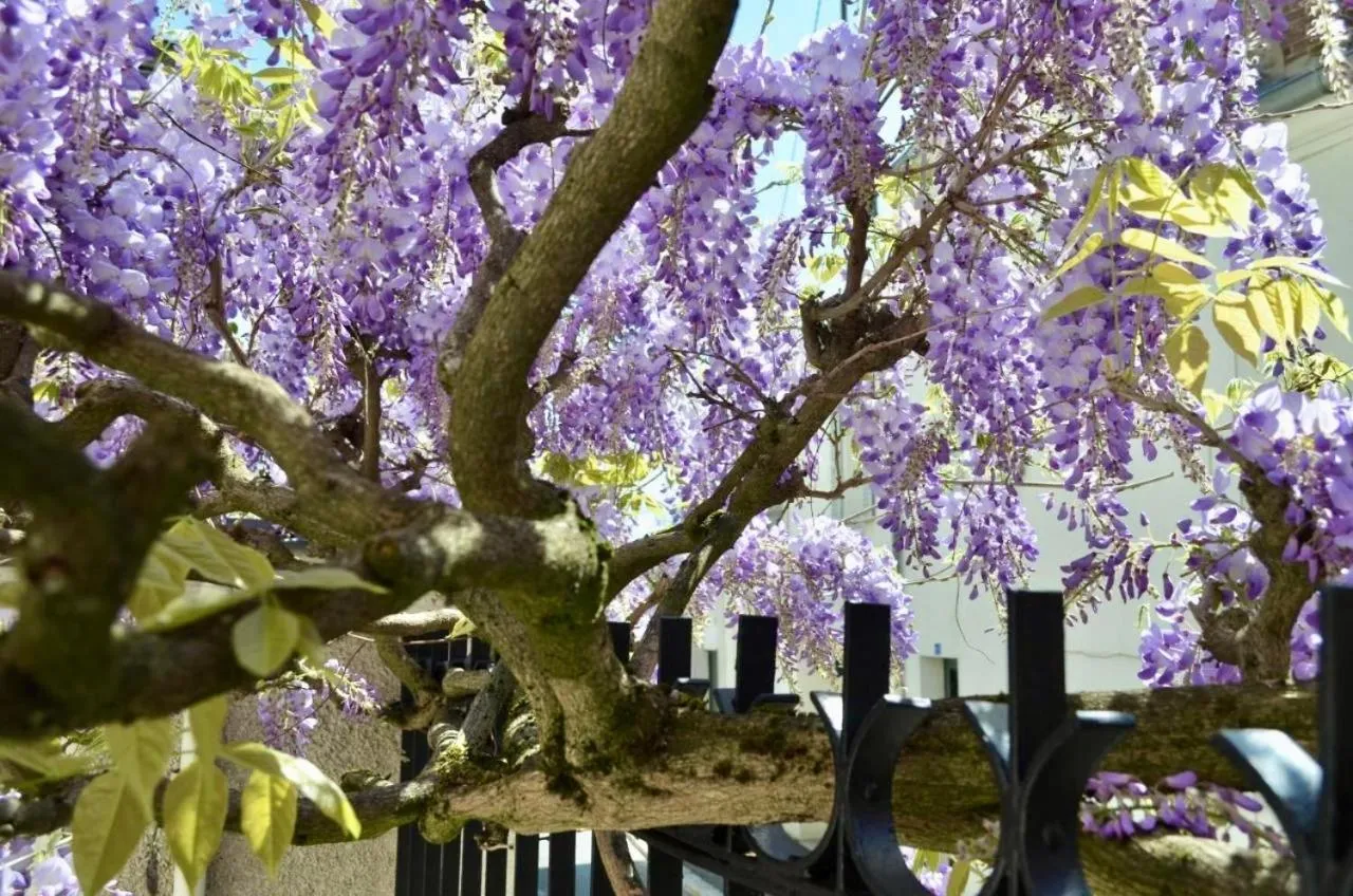 Wisteria