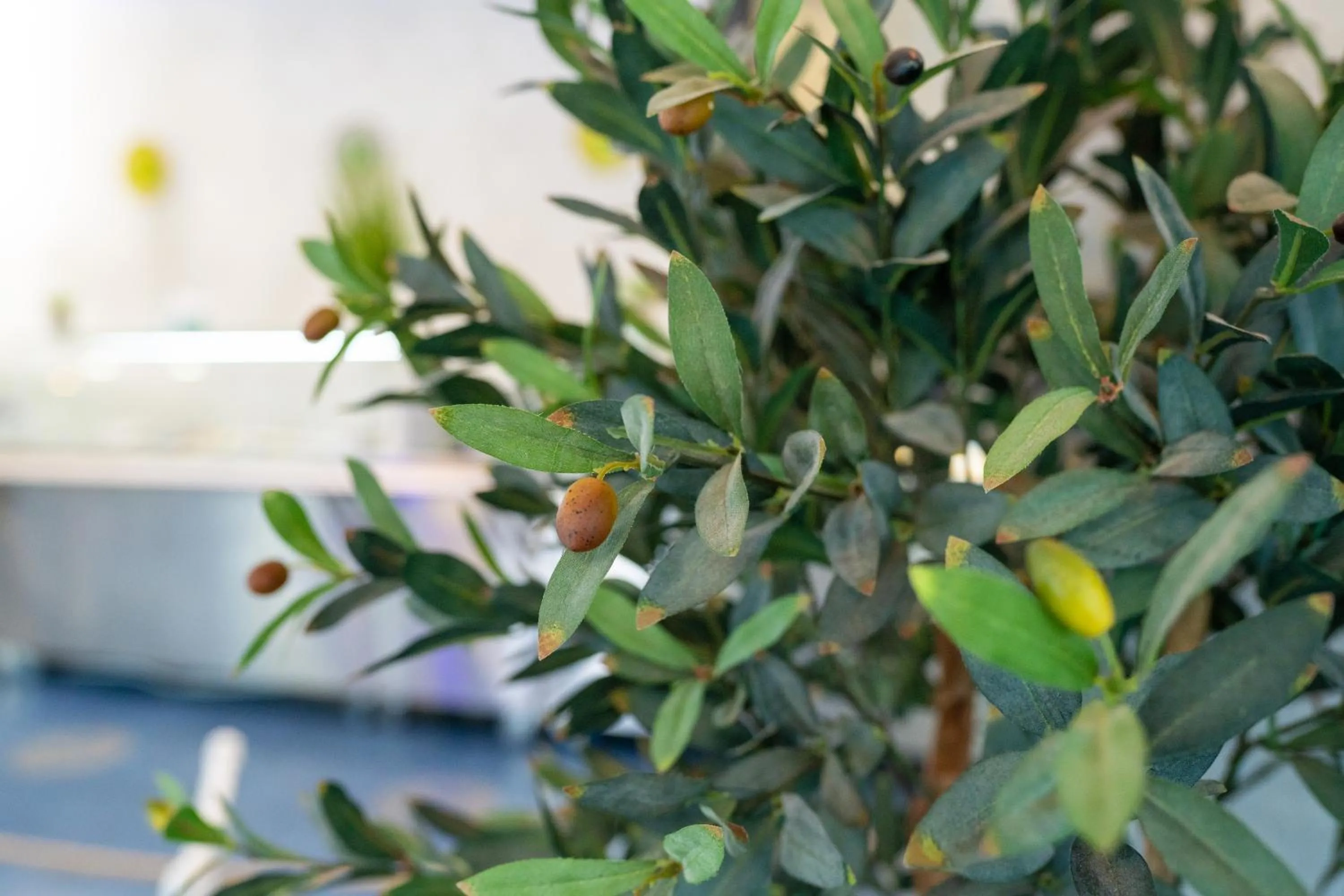 Restaurant/places to eat in Hotel Apollo