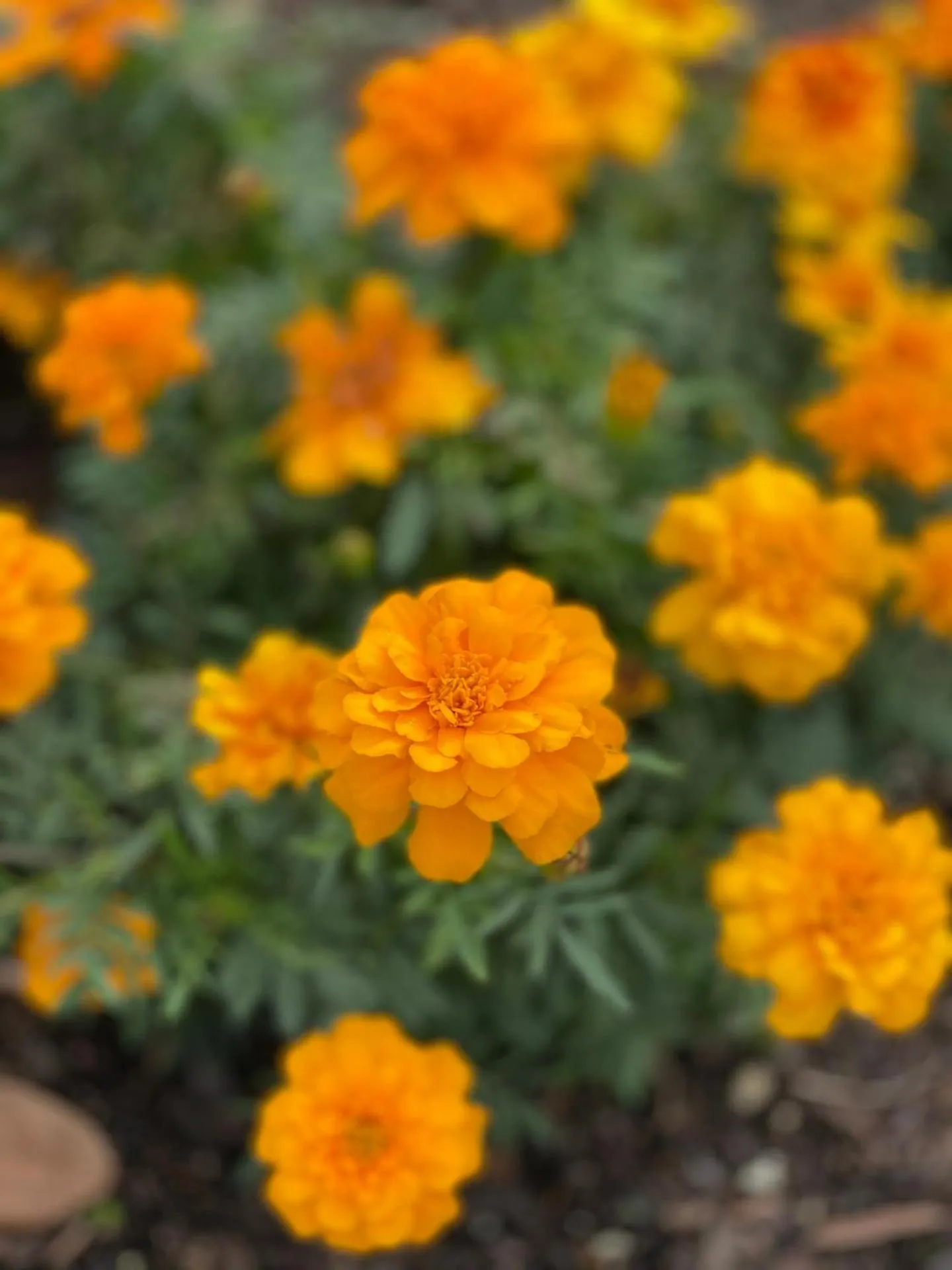 Garden in Villa Walton