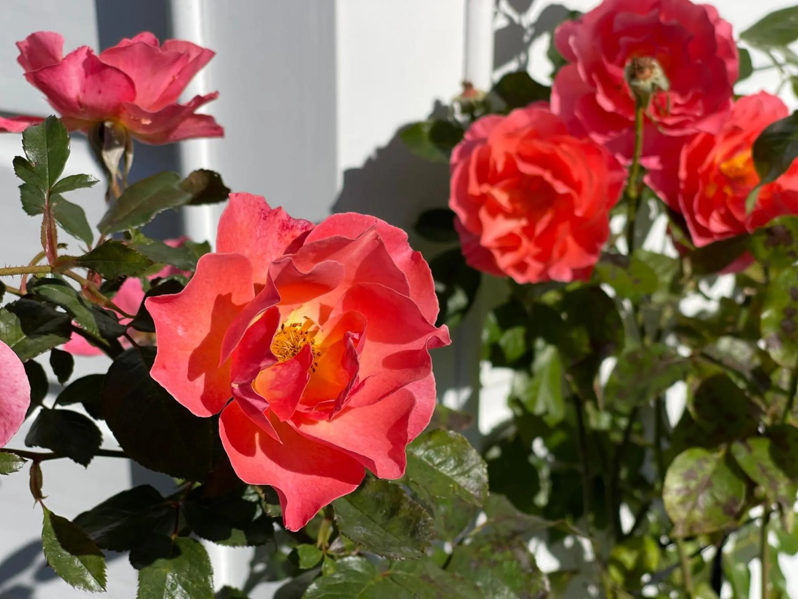 Garden in Villa Walton