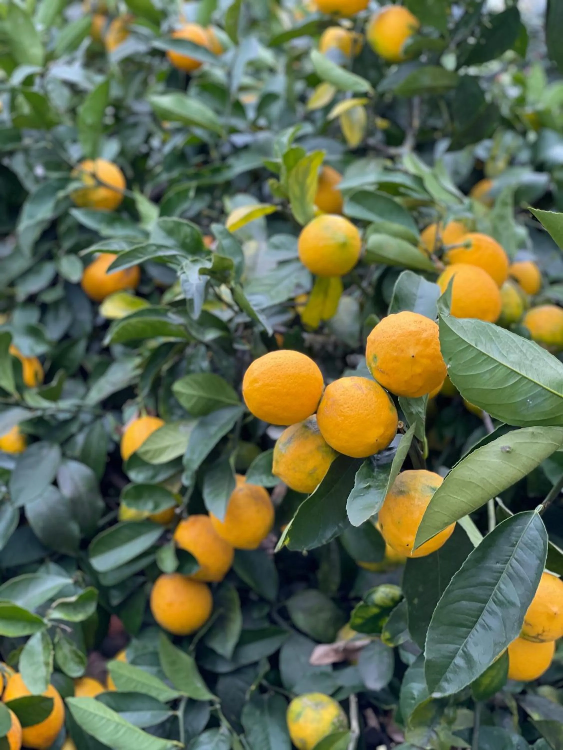 Garden in Villa Walton