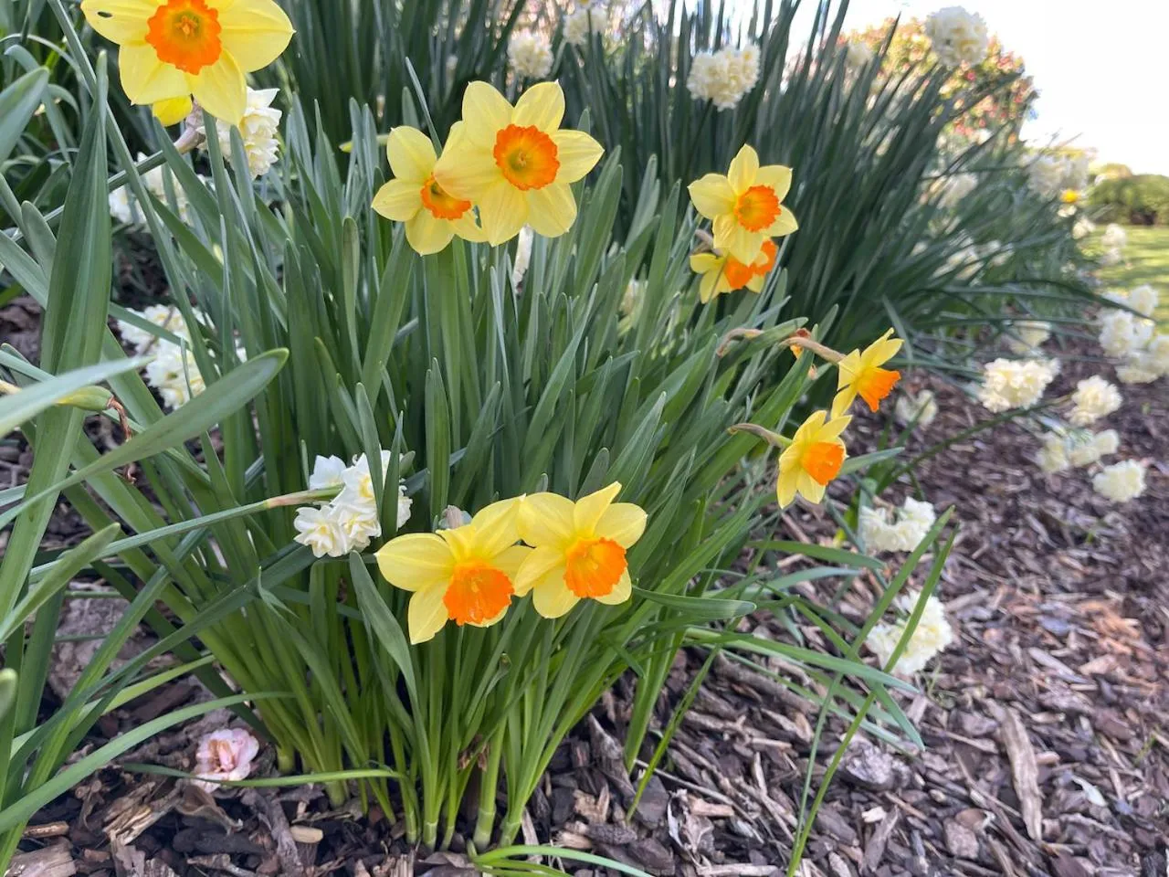Garden in Villa Walton