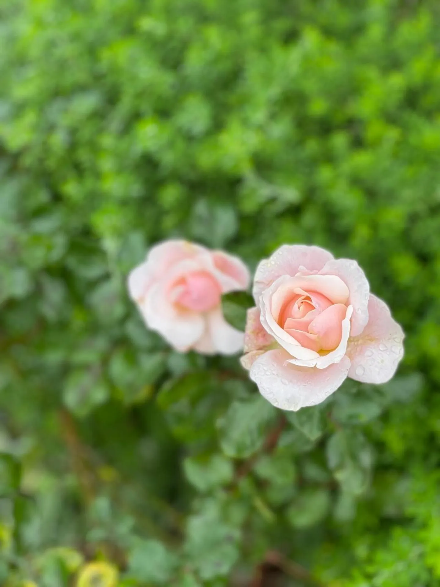 Garden in Villa Walton