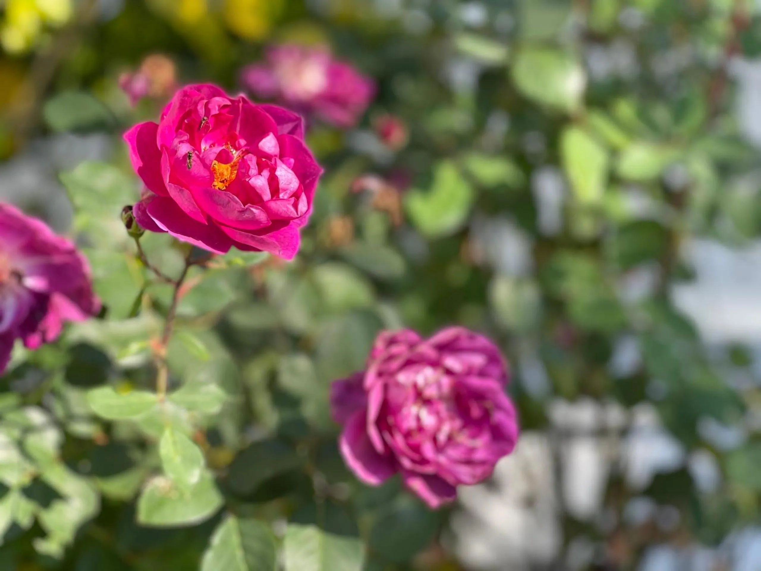Garden in Villa Walton