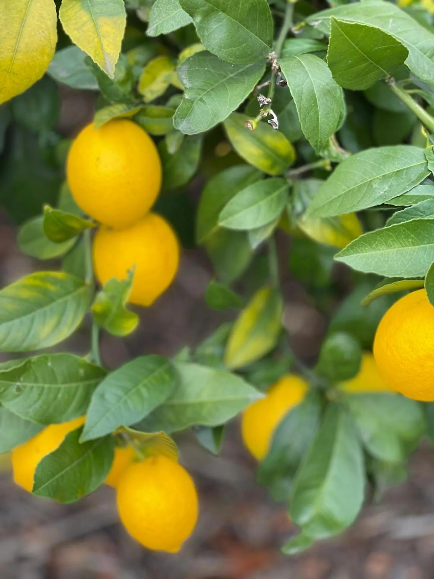 Garden in Villa Walton