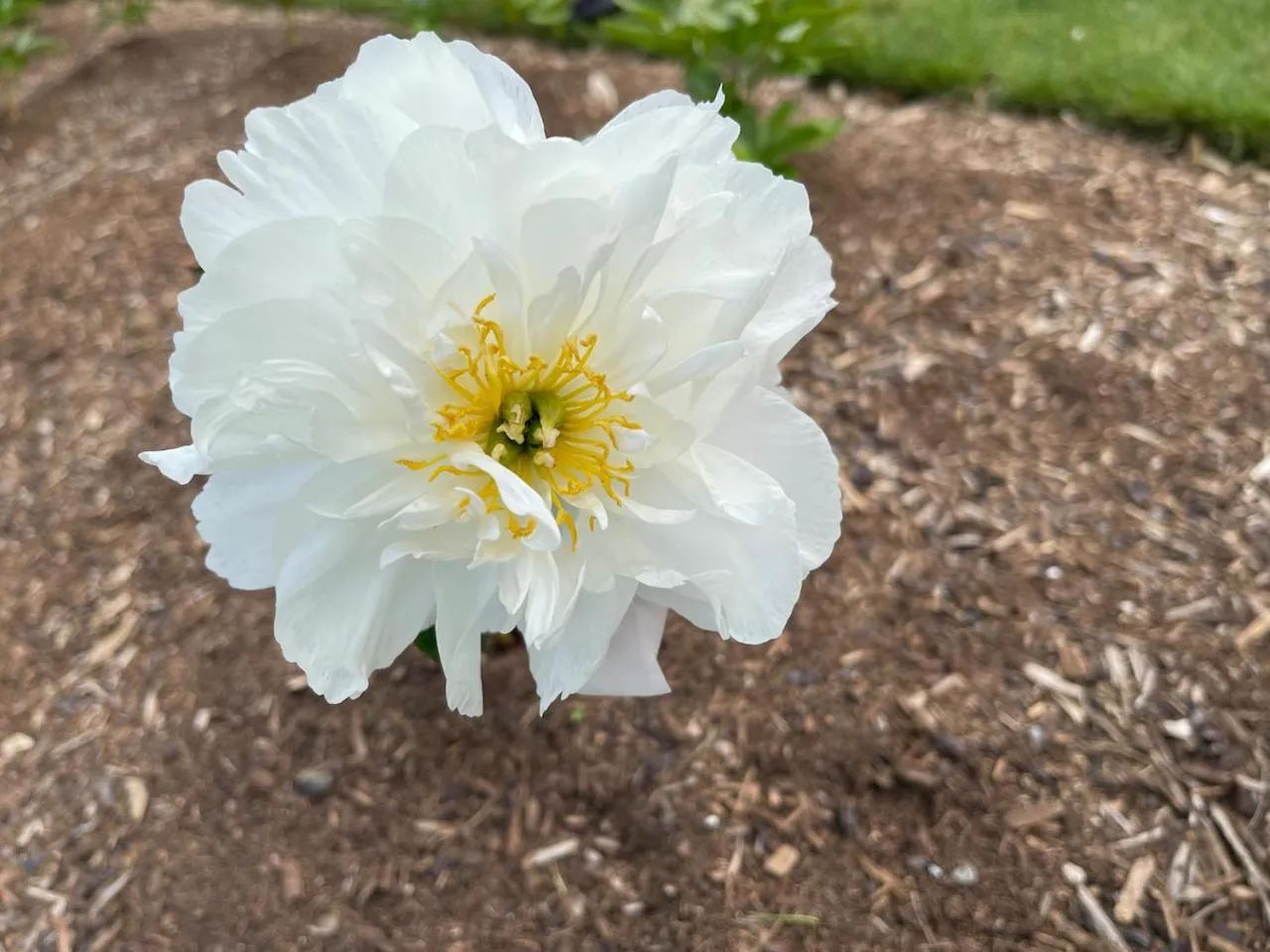 Garden in Villa Walton