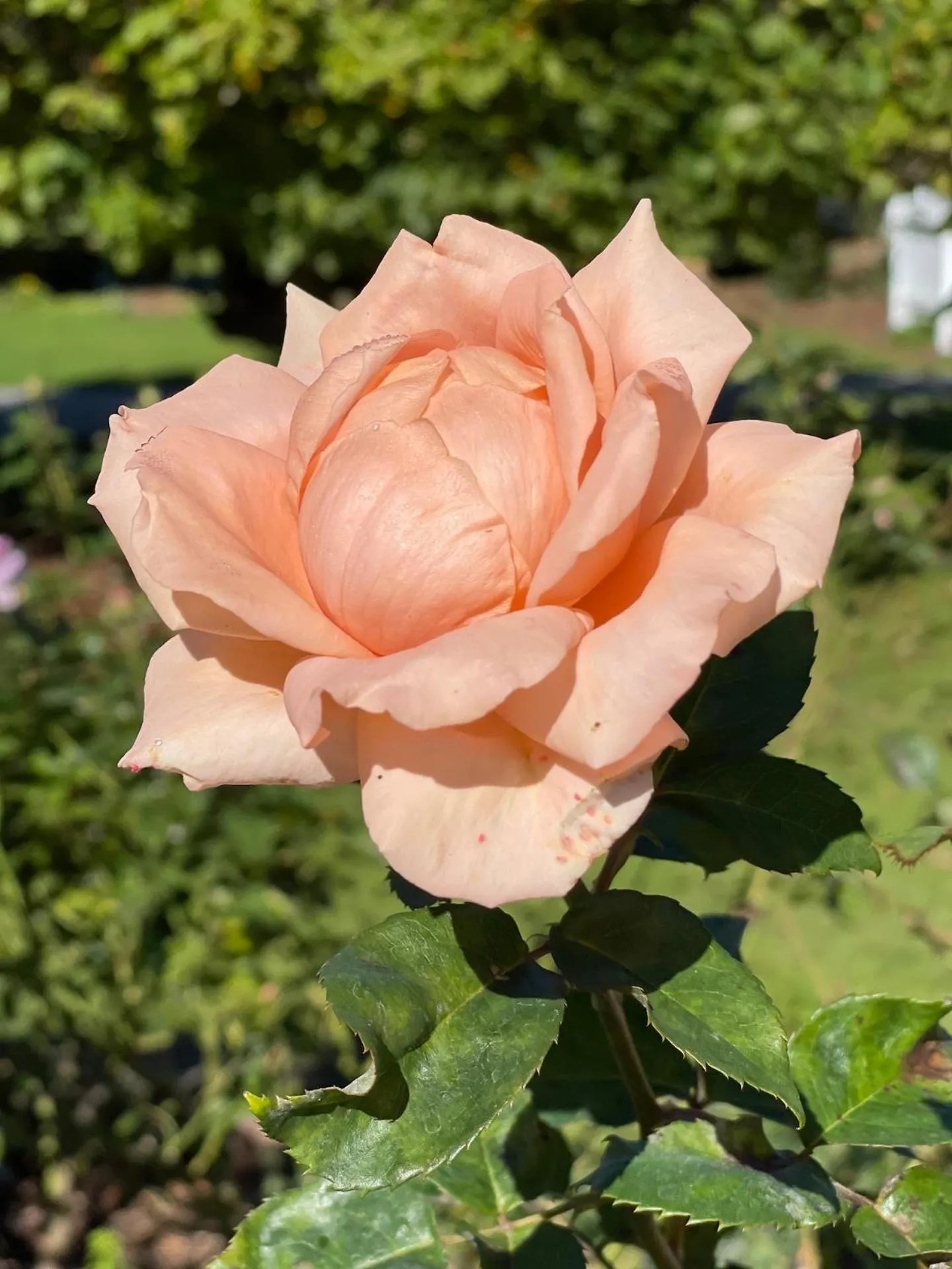 Garden in Villa Walton