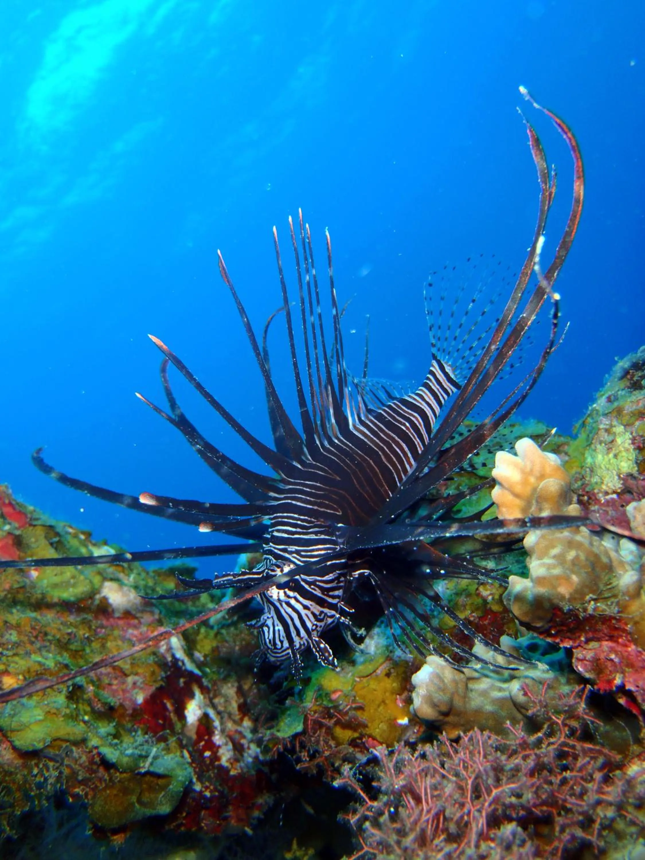 Off site in Kawans Inn Lembongan