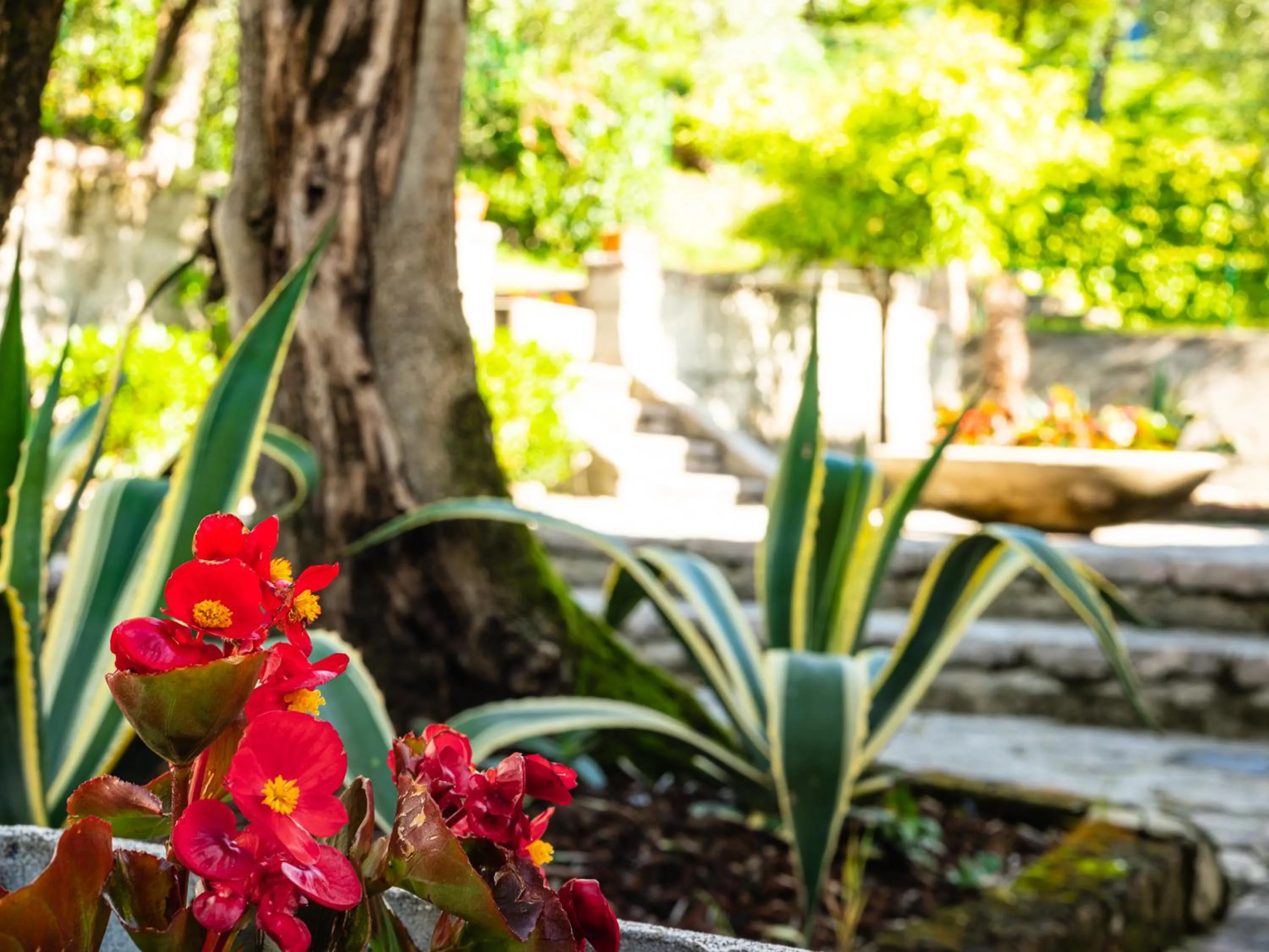 Garden in Hotel Leonardo Da Vinci