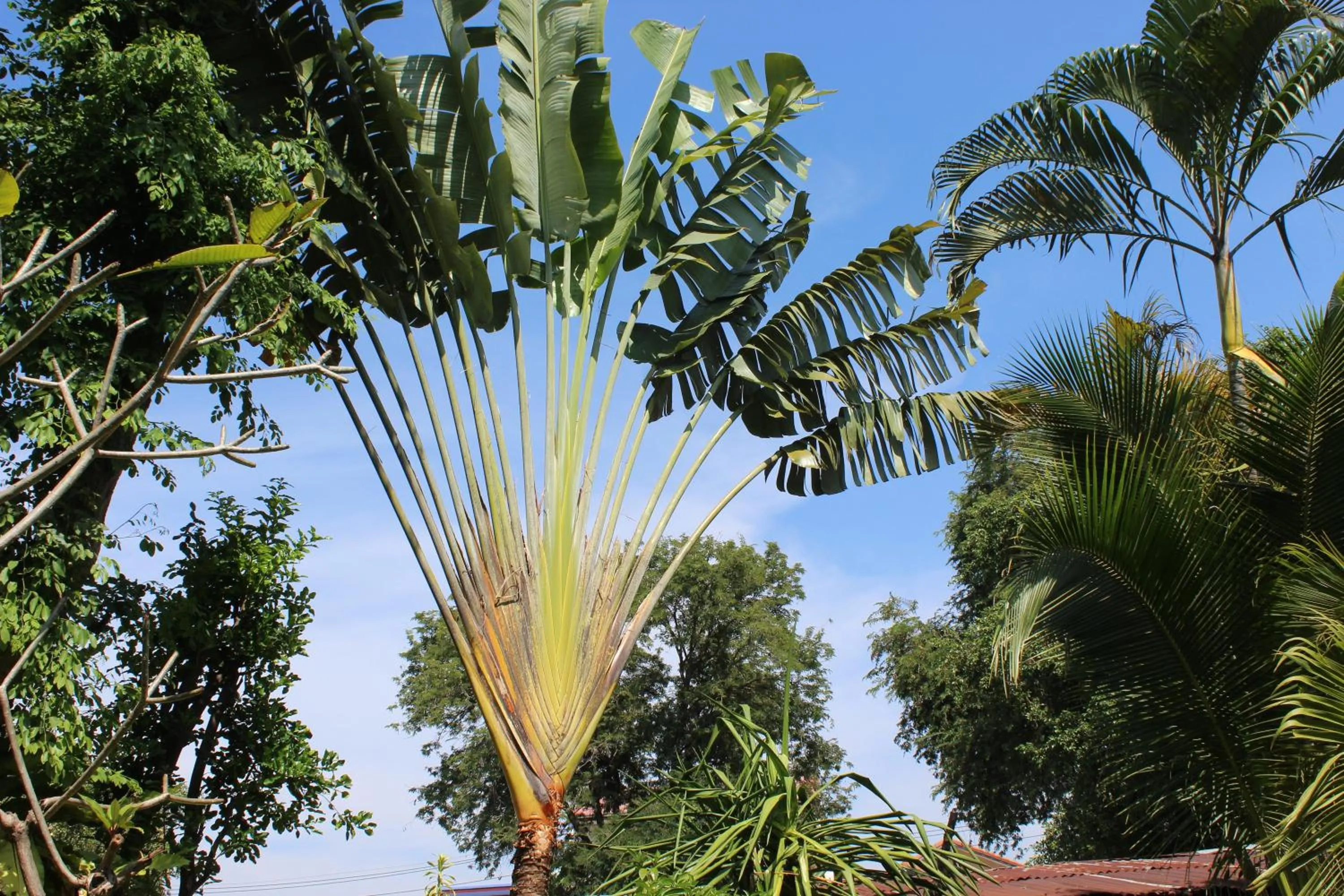 White Elephant Resort