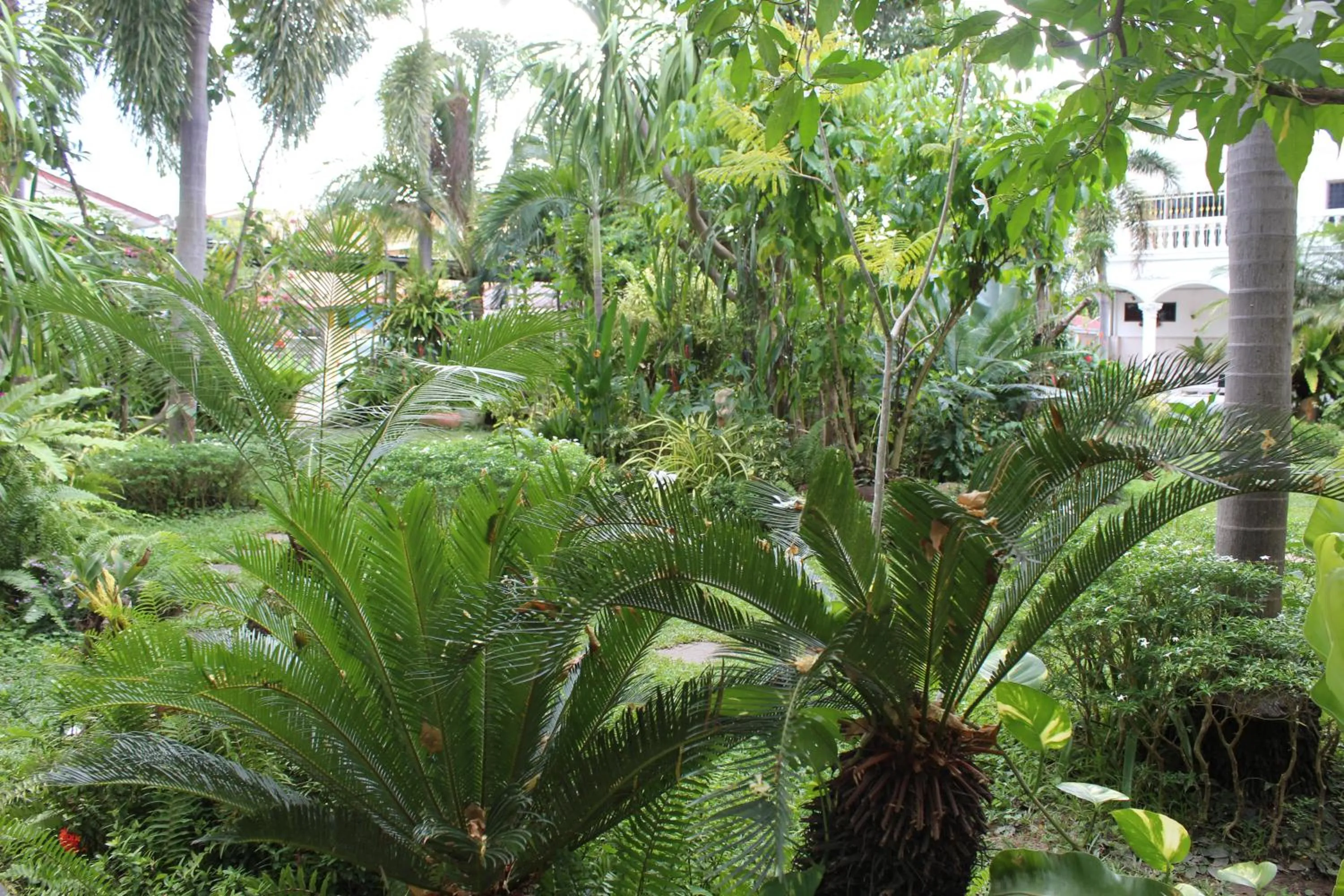 White Elephant Resort