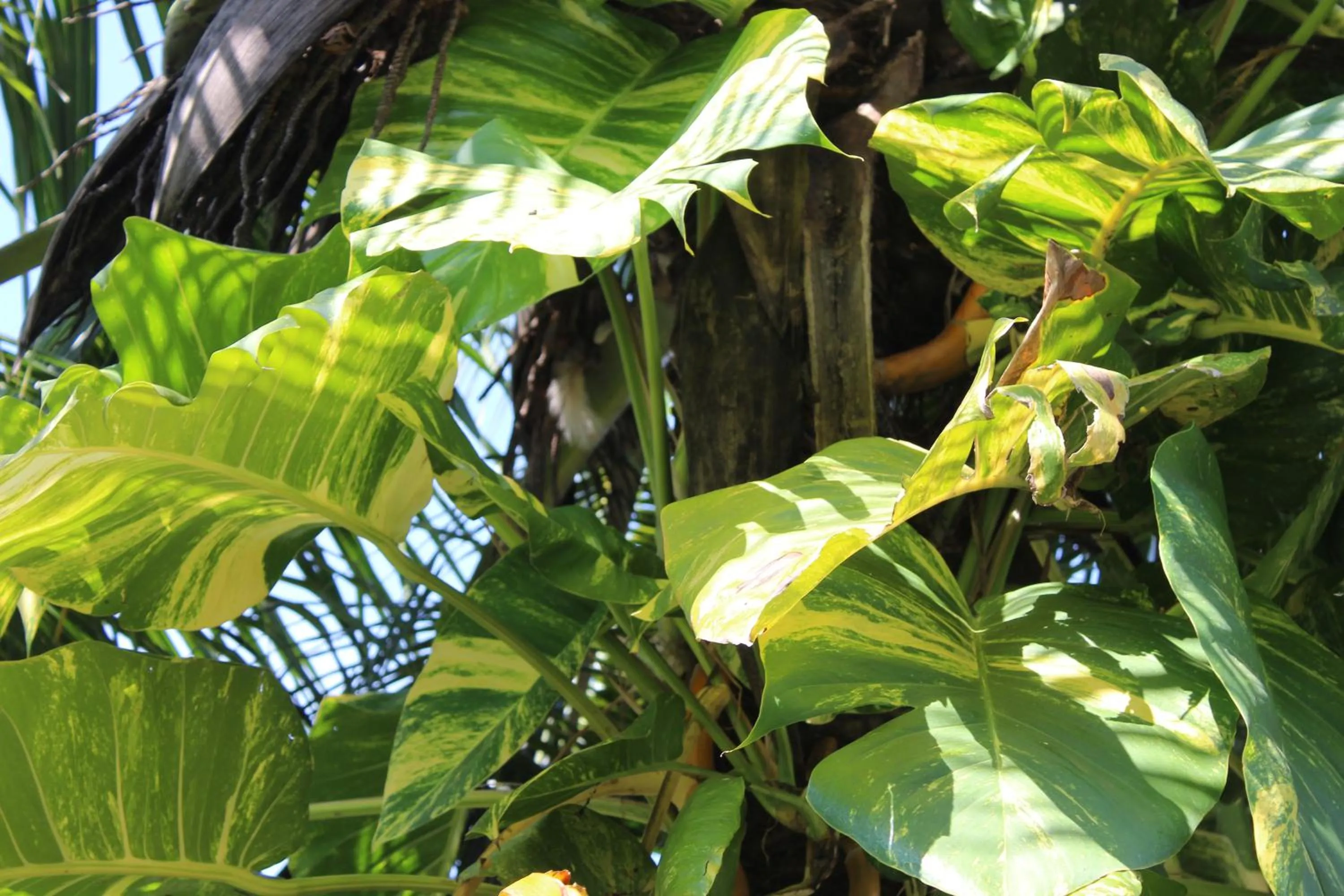 White Elephant Resort