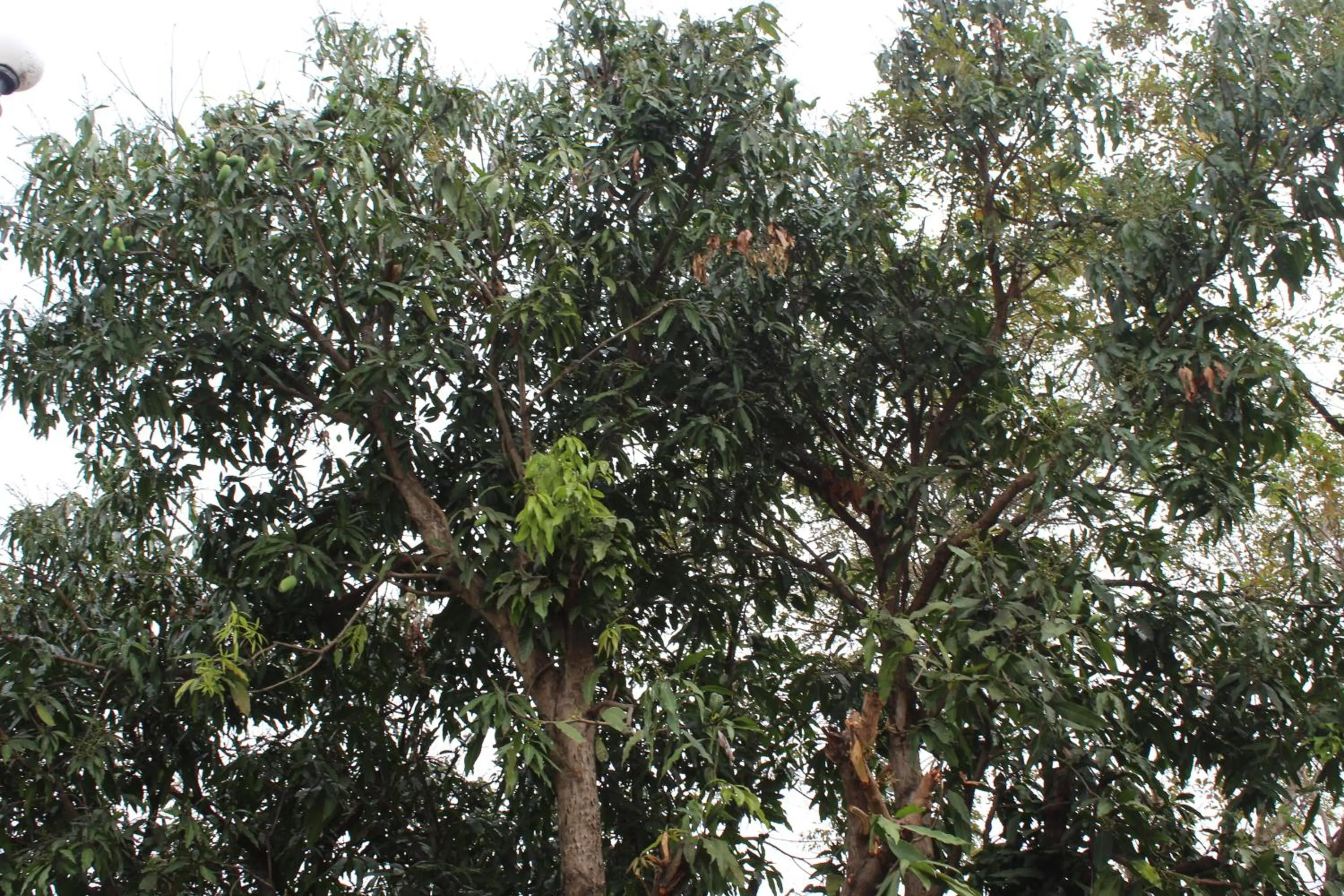 Garden in White Elephant Resort
