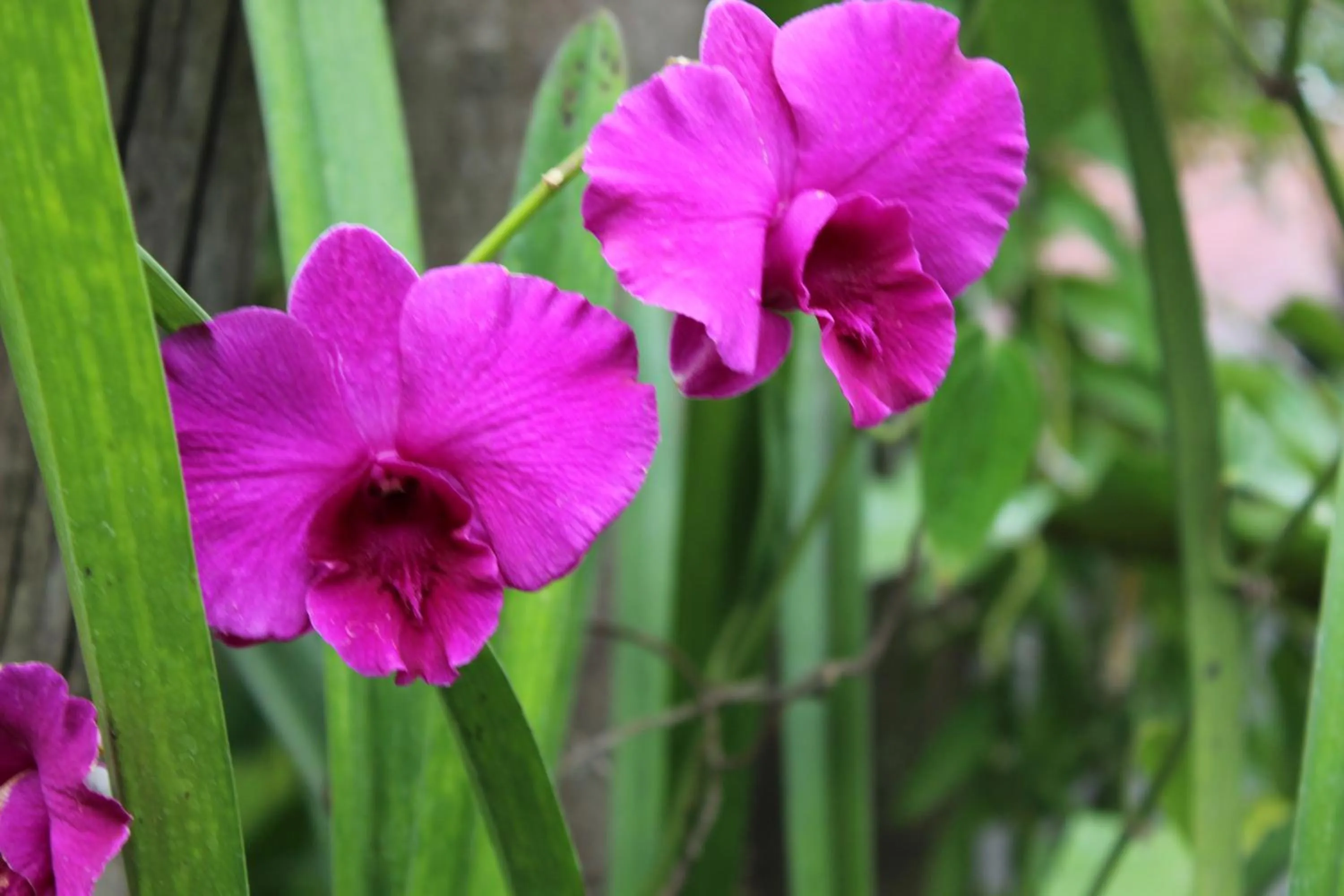 White Elephant Resort