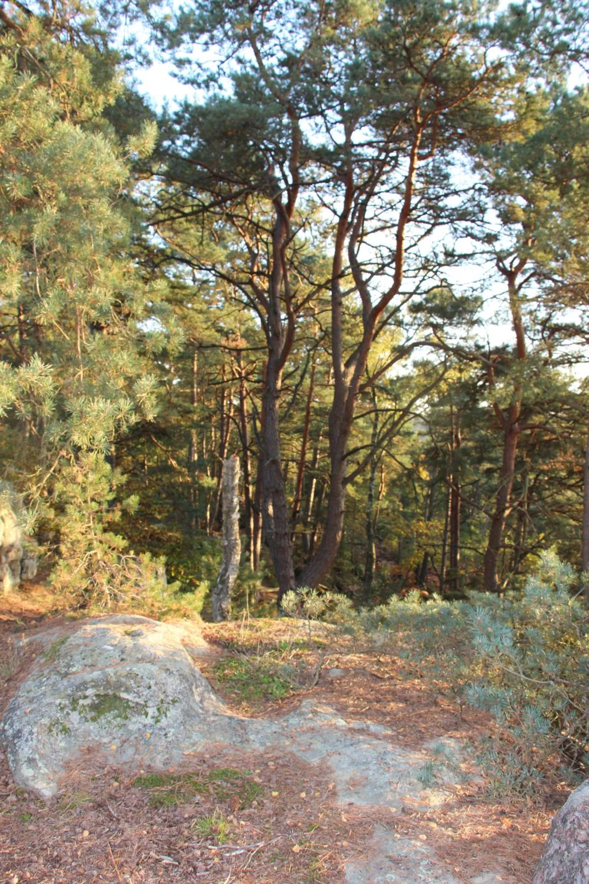 Day in L'Alisier Chantant