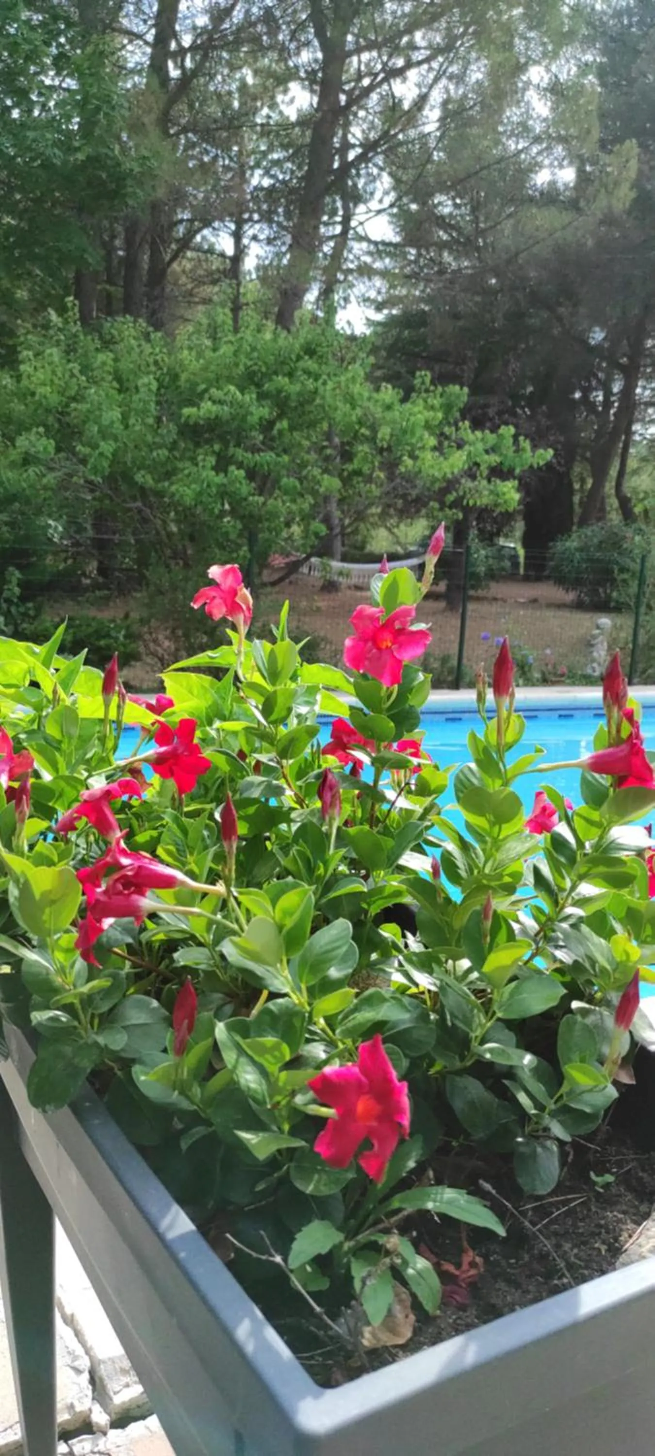 Swimming pool in Le Laou