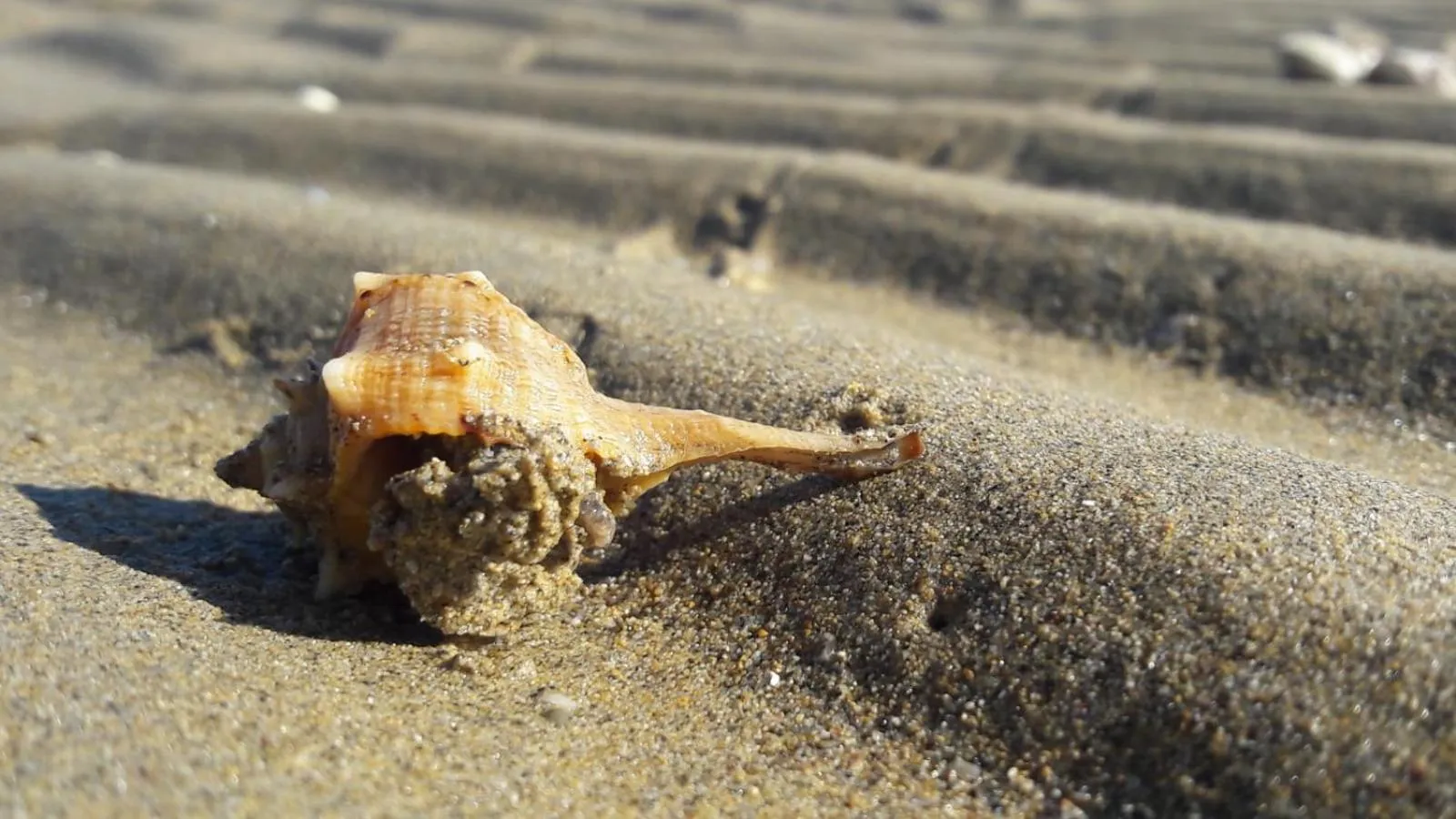 Beach in Hotel Smeraldo