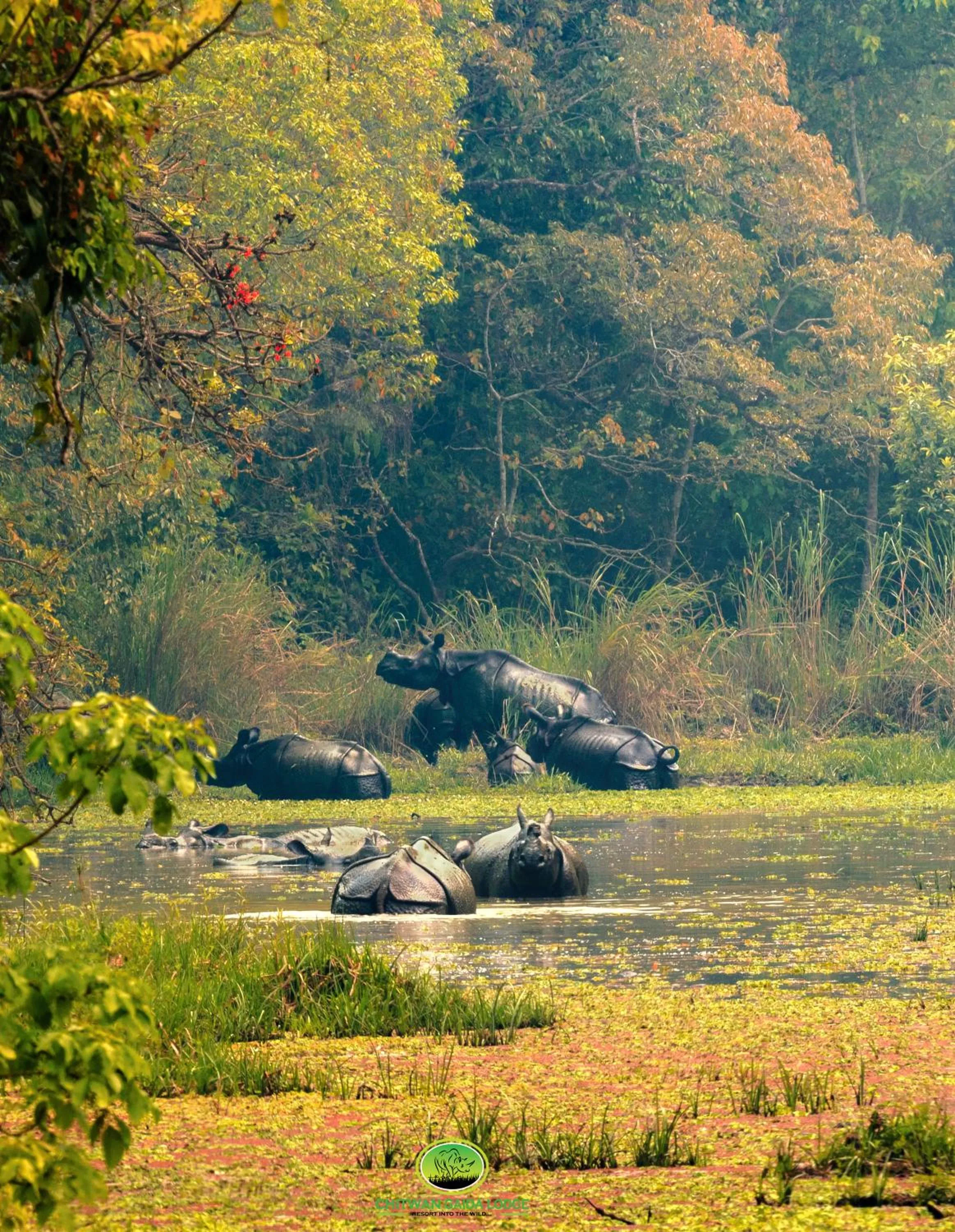 Chitwan Gaida Lodge - Animal Lovers & Birdwatchers Paradise