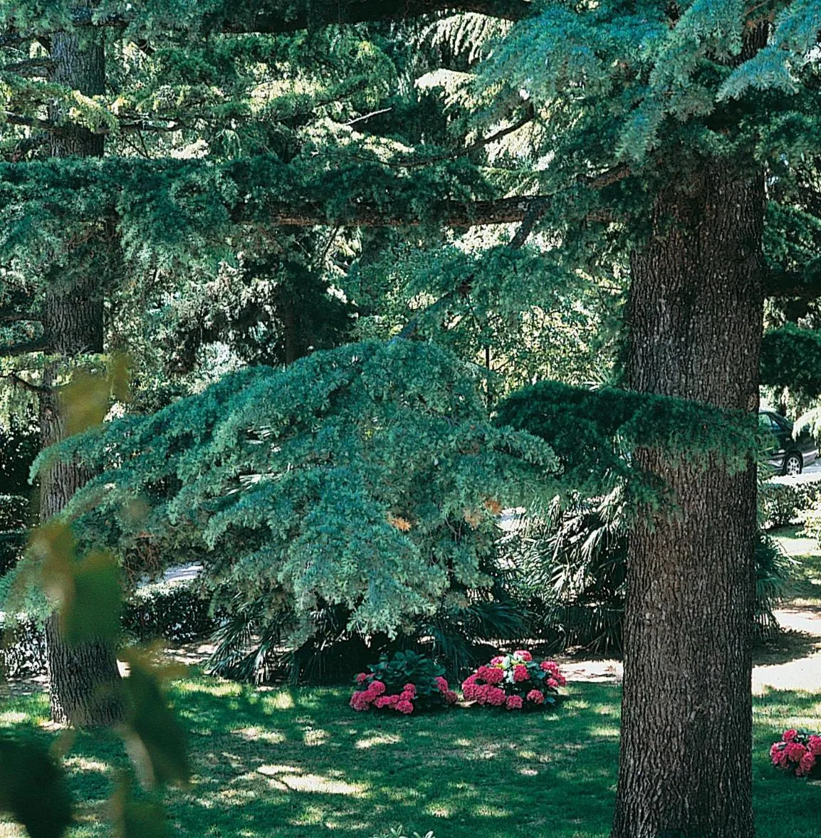 Garden in Villa Pambuffetti