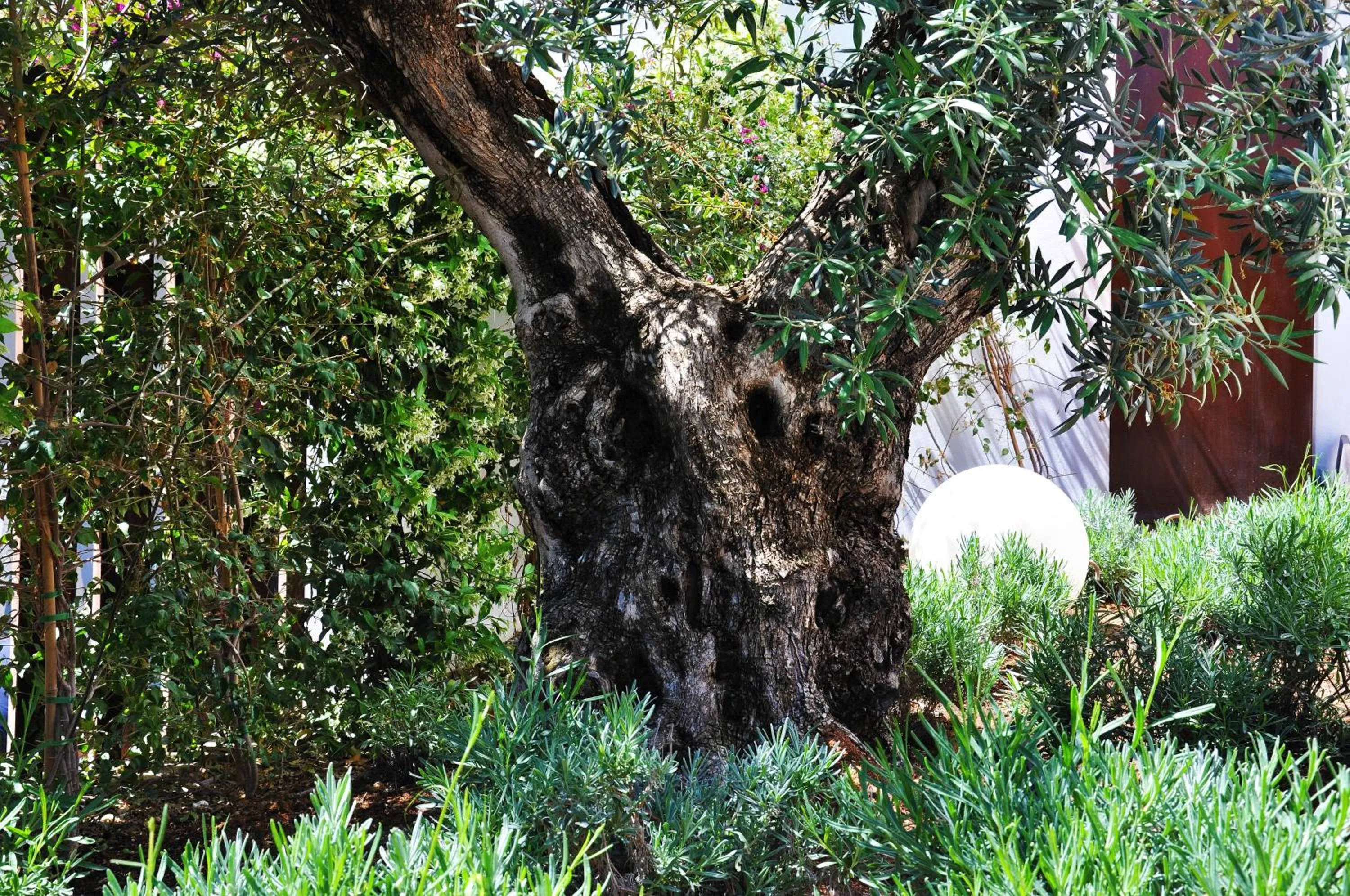 Garden in Apartaments B-Llobet Sun & Confort