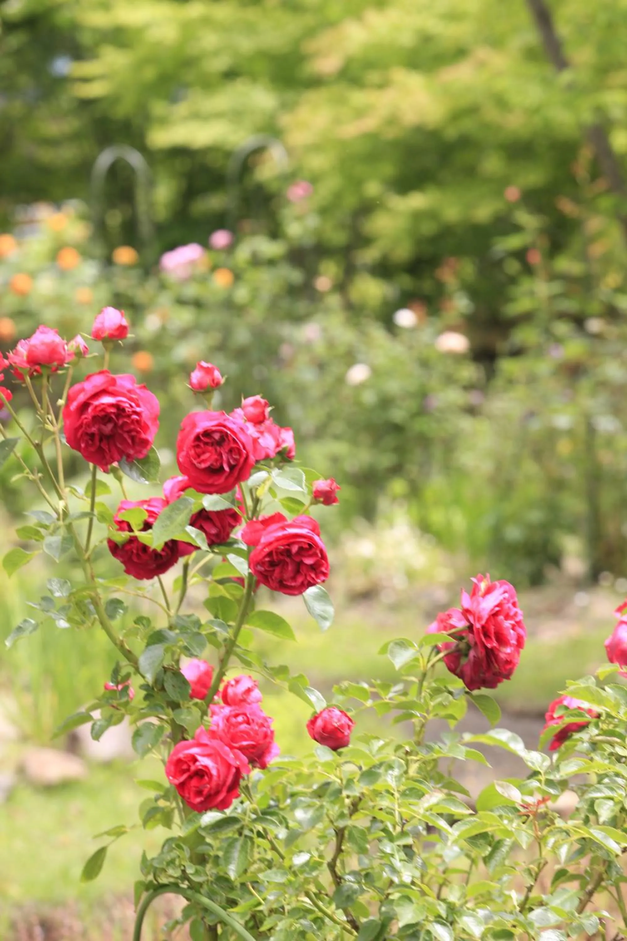 Seasons in Yufuin Hotel Mori-no-Terrace