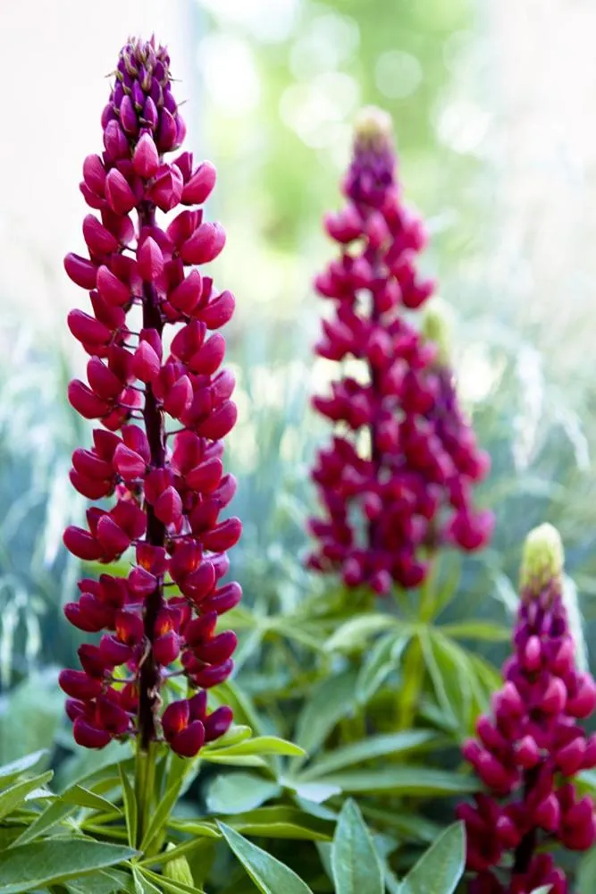 Casa Gallina - An Artisan Inn