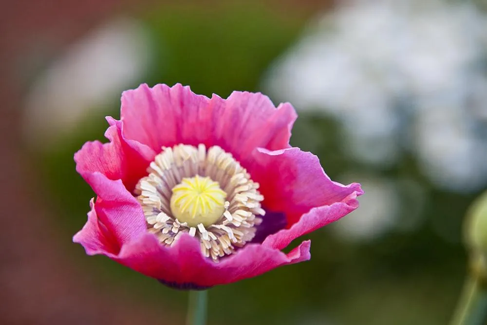 Casa Gallina - An Artisan Inn