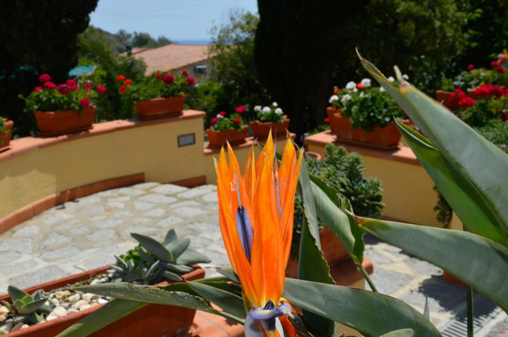 Garden in Hotel Anna