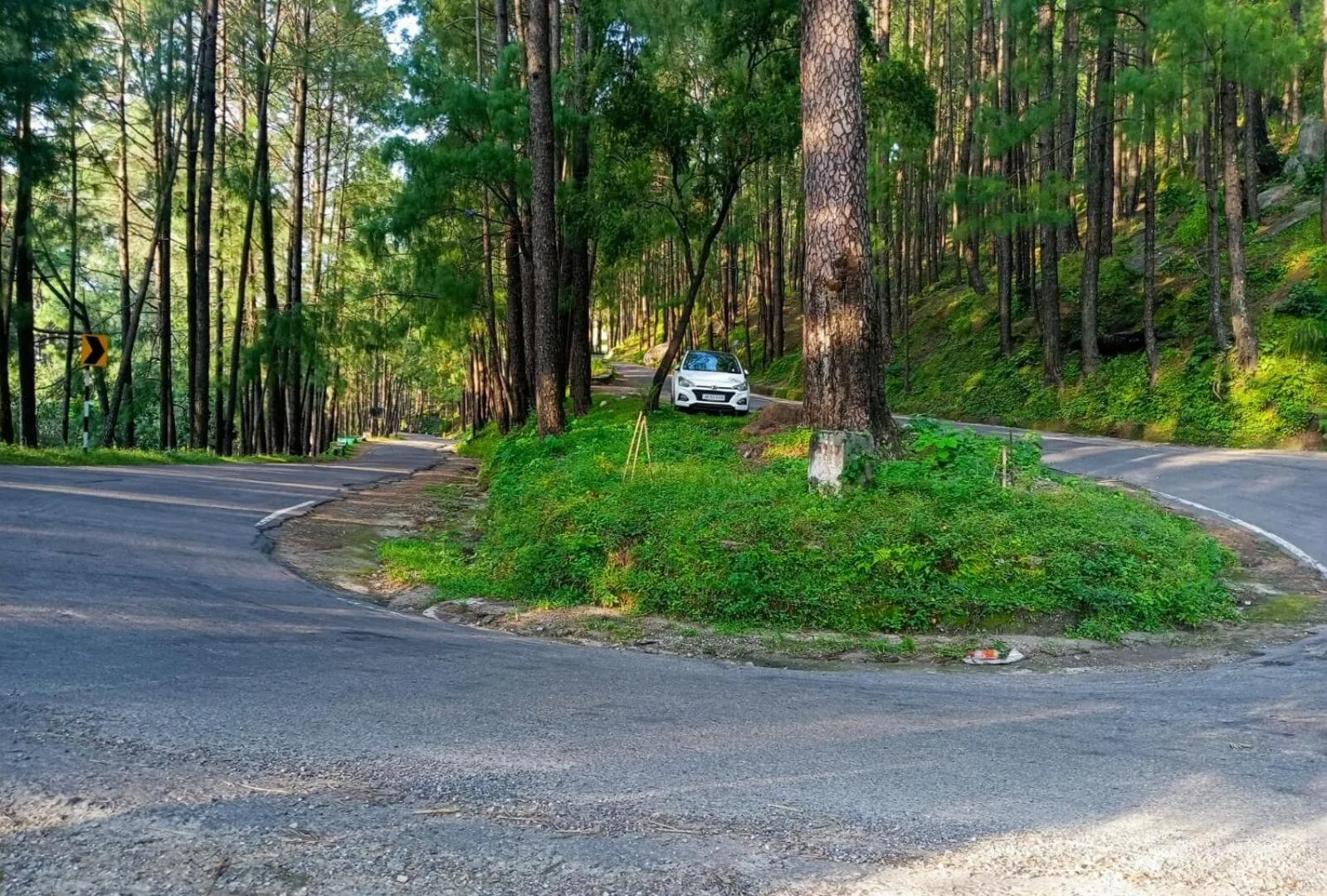 Spring in Green Palms Rubystone Exotic