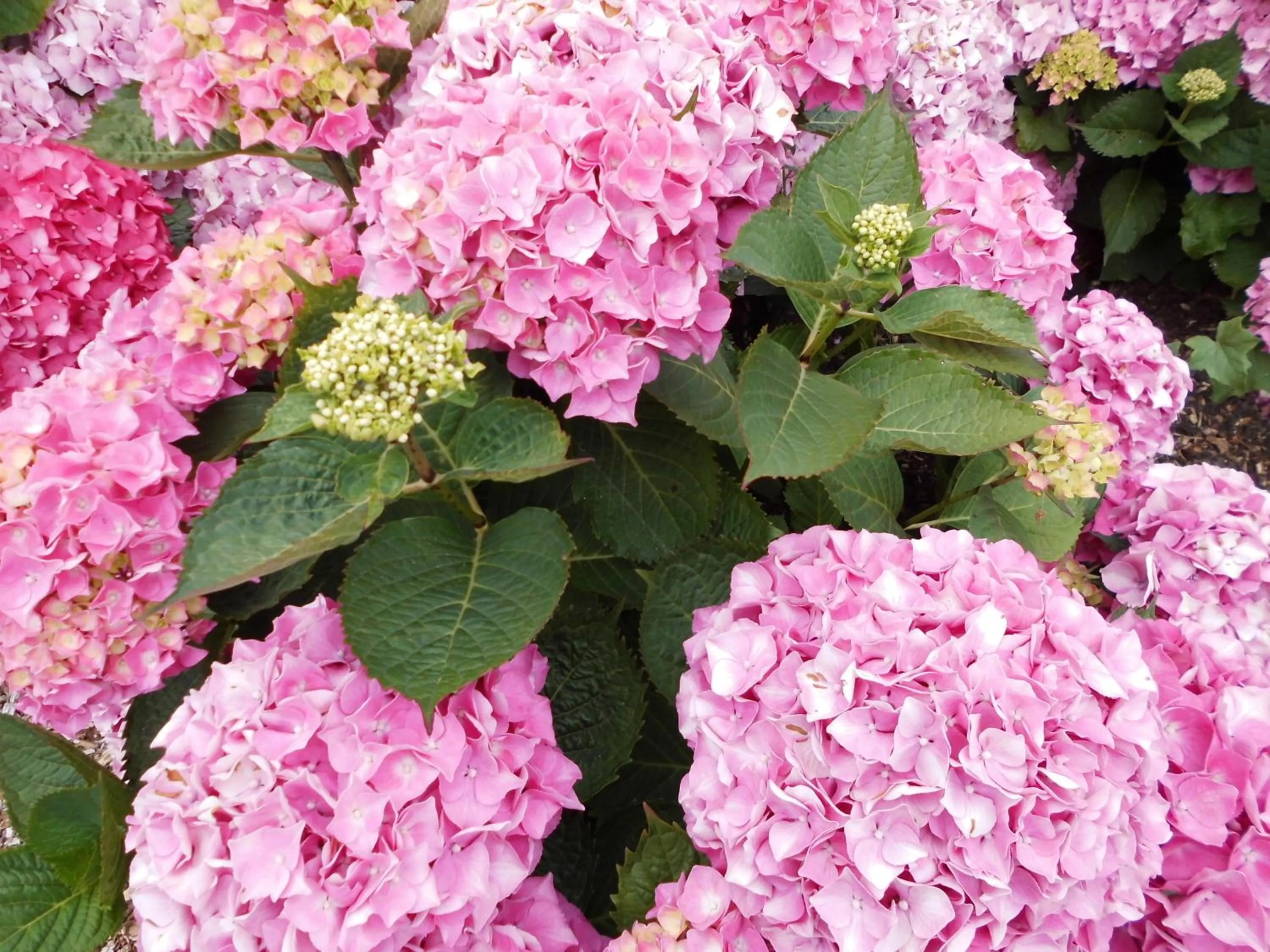 Garden in B&B Het Polderhof